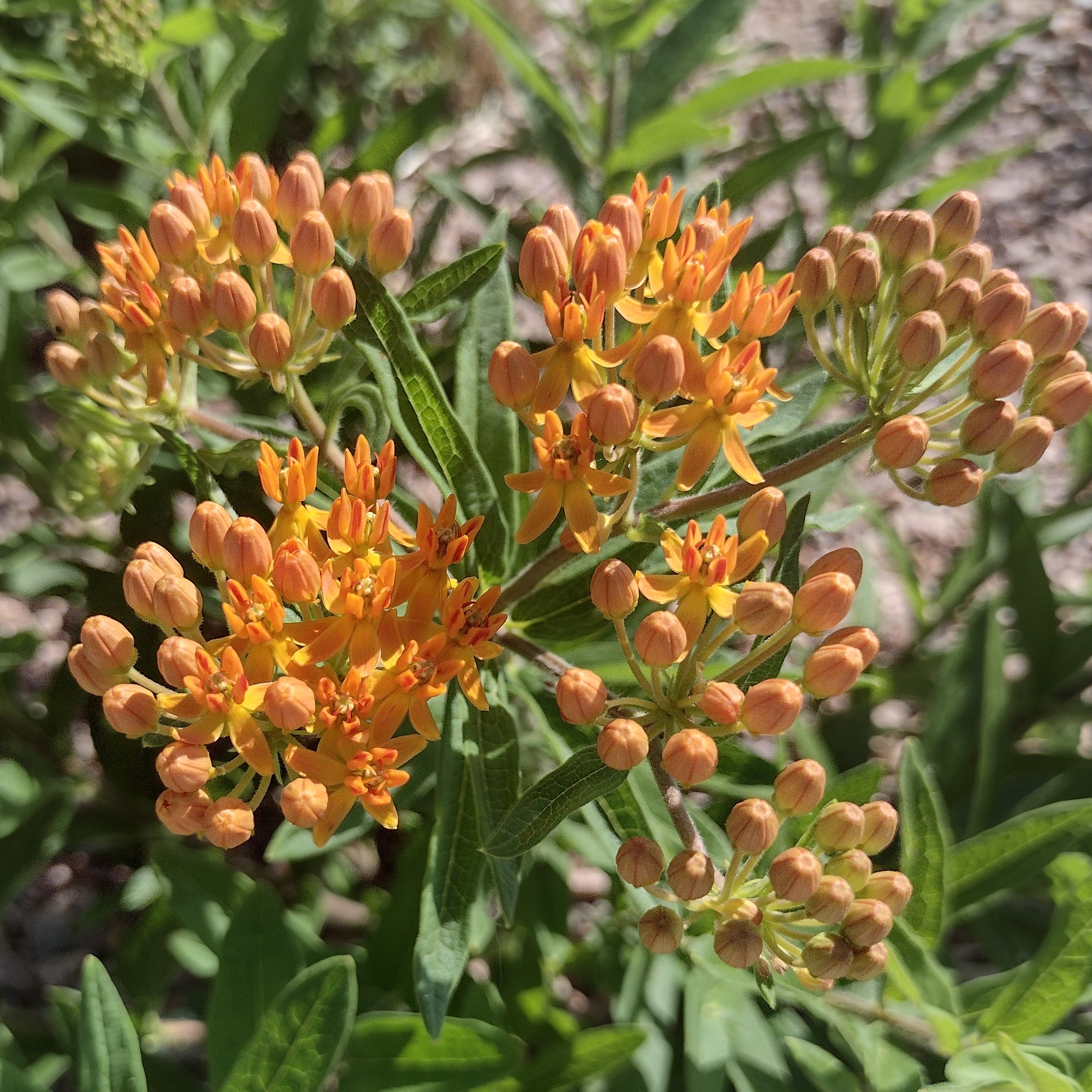orange butterfly milkweed blooms