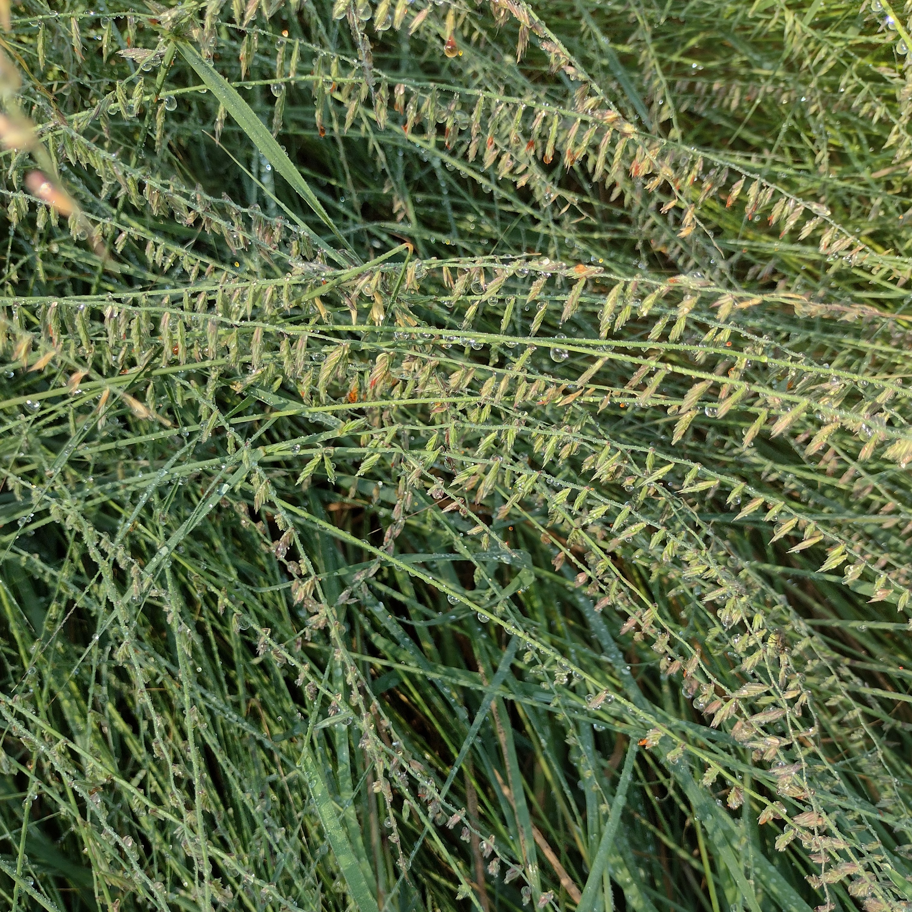a close-up of sideoats grama