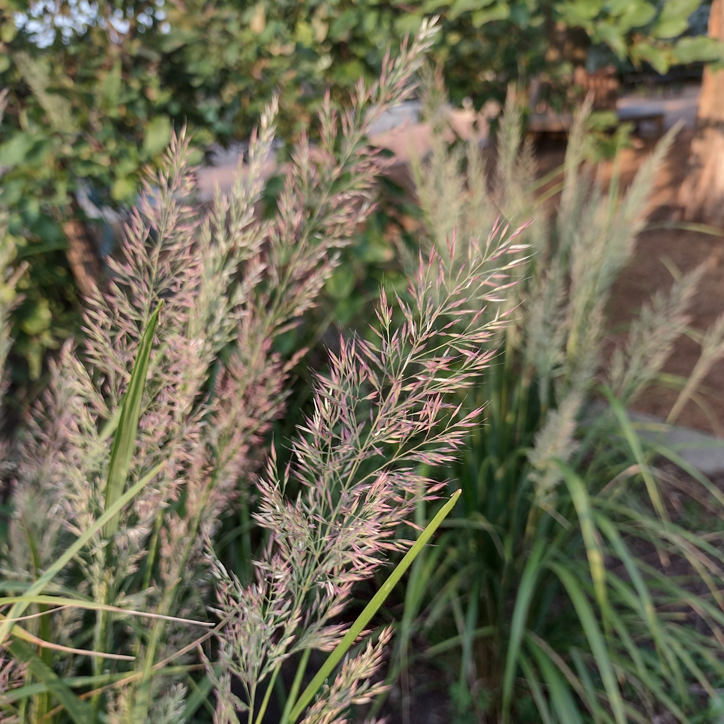 the fluffy bloom of feather reed grass