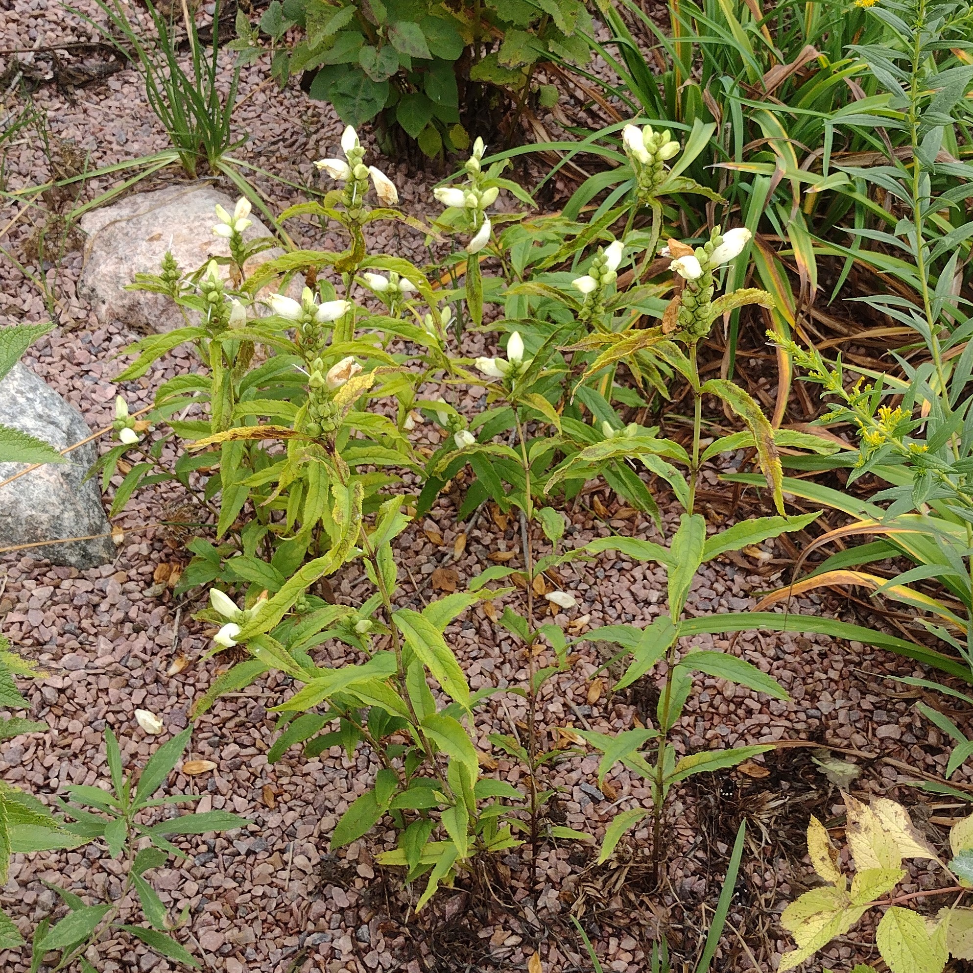 a small plant with white blooms