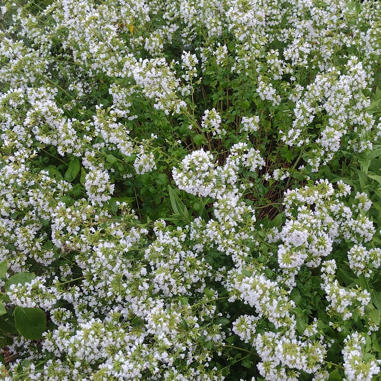 white calamint blooms