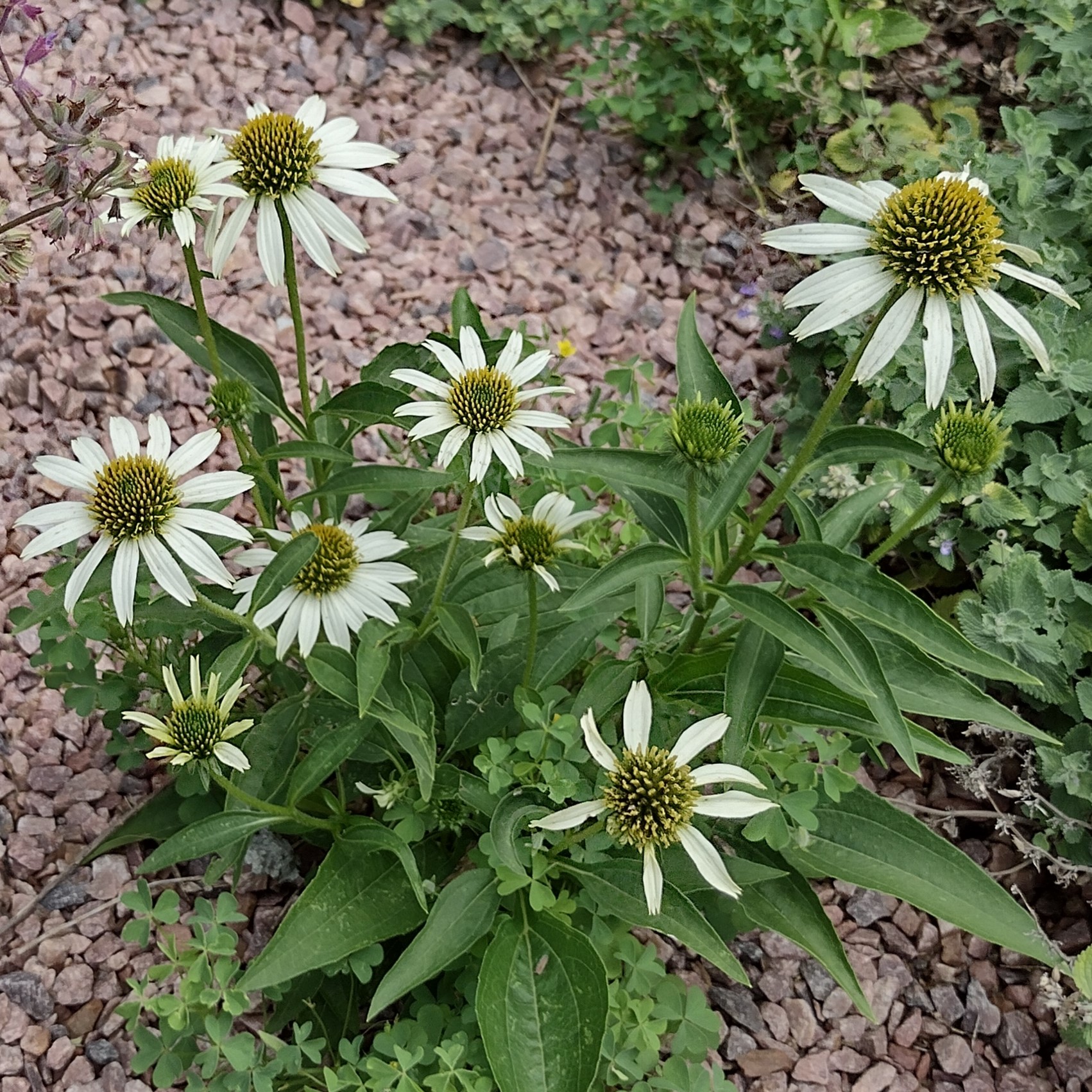 white coneflower blooms