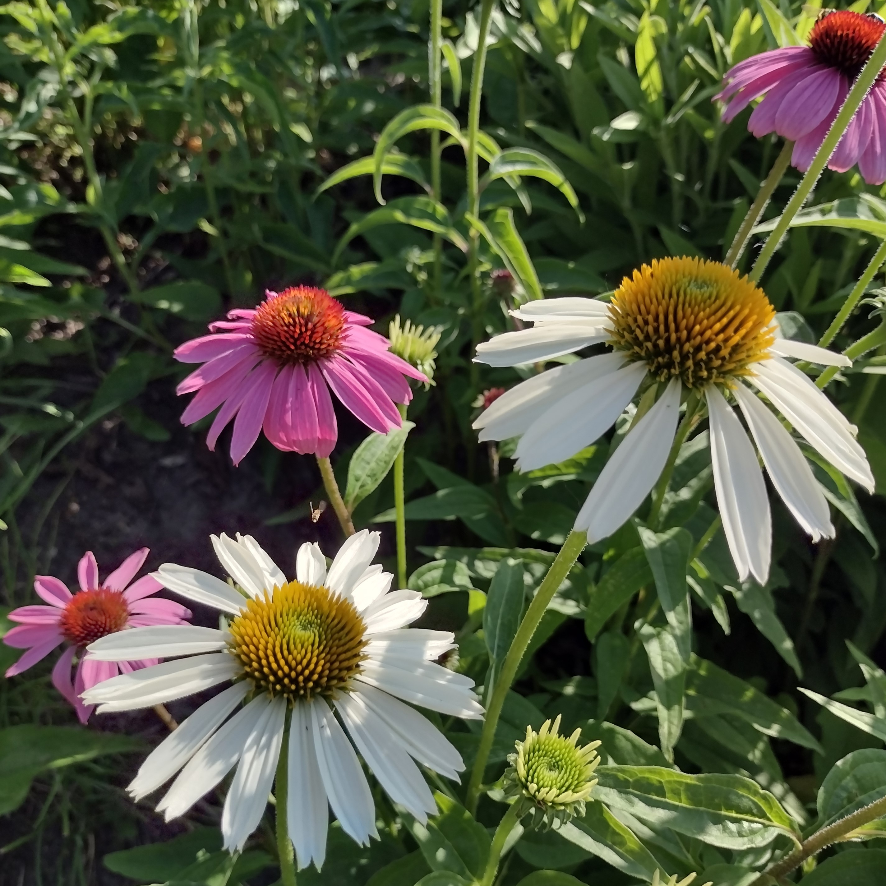 a mix of white and purple coneflower blooms