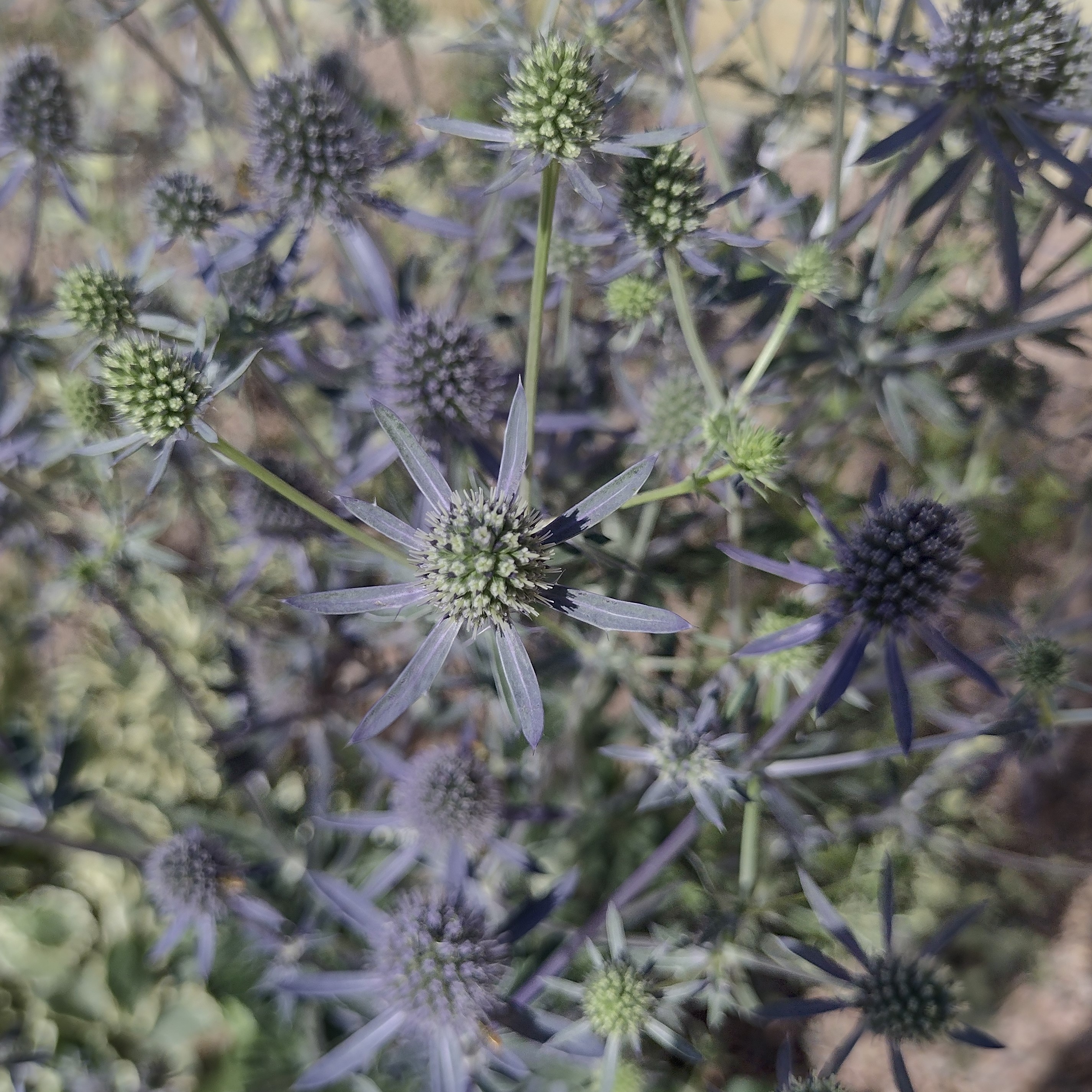 delicate, blue blooms