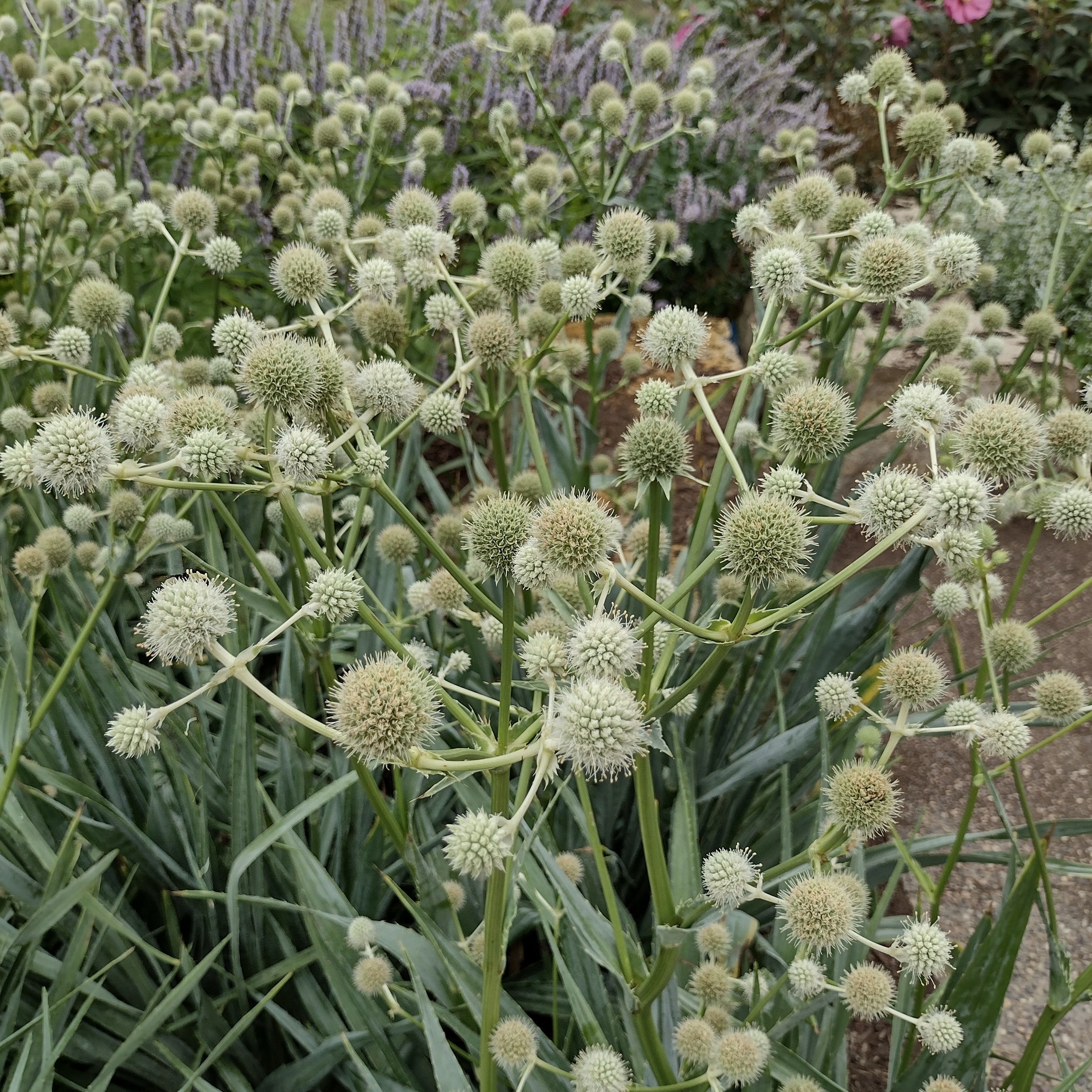 blooming rattlesnake master