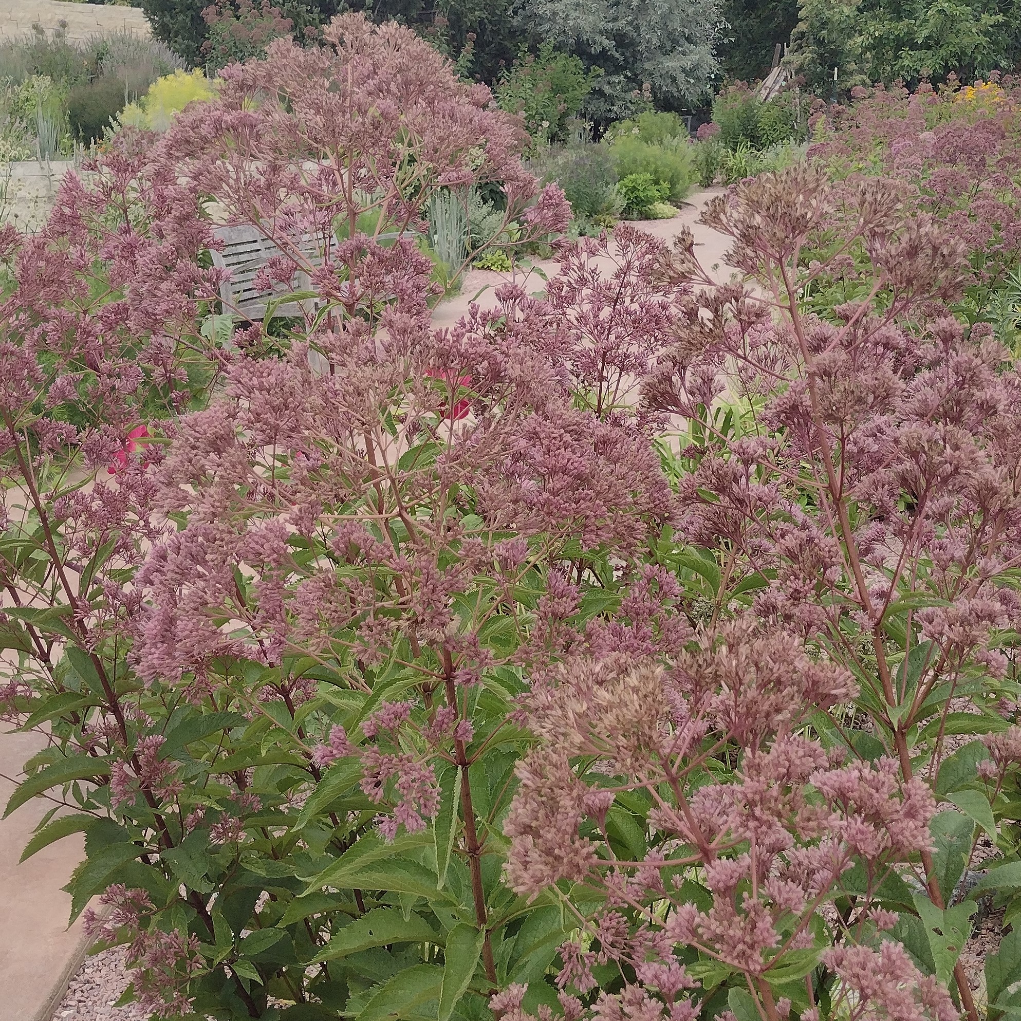 red/pink joe-pye weed blooms