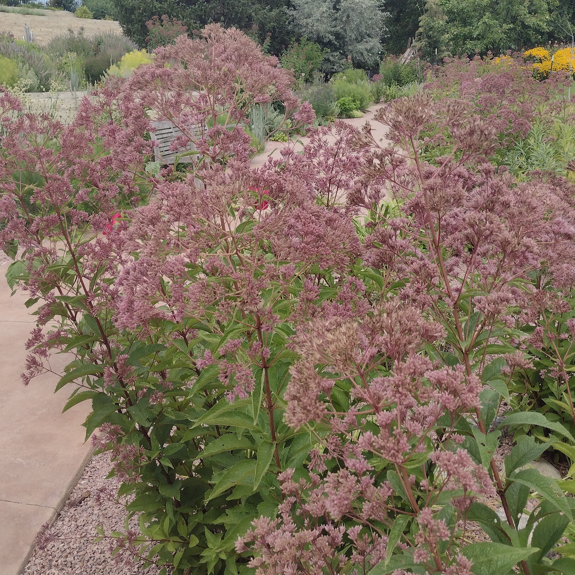 tall, blooming joe-pye weed