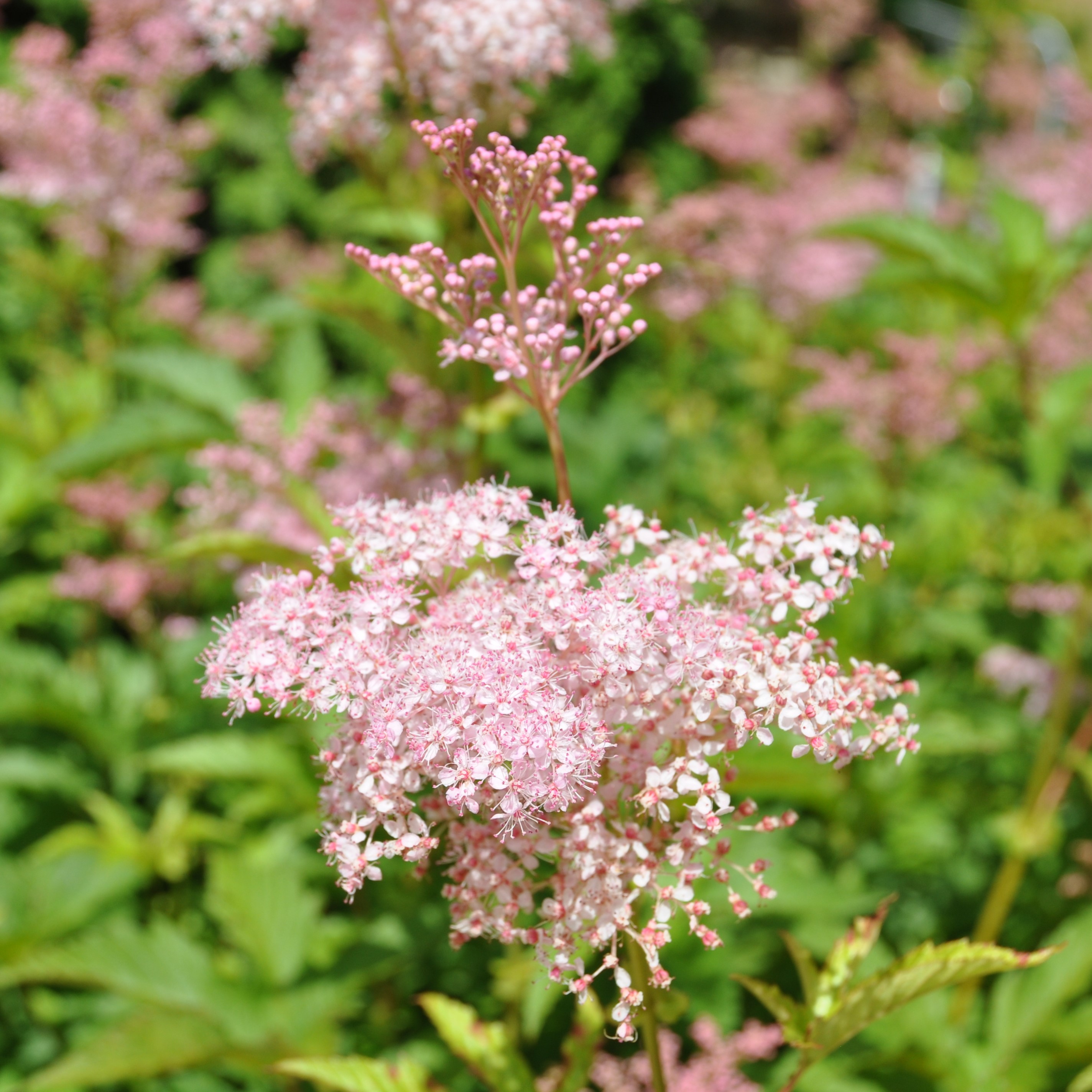the fluffy, pink bloom of meadowsweet