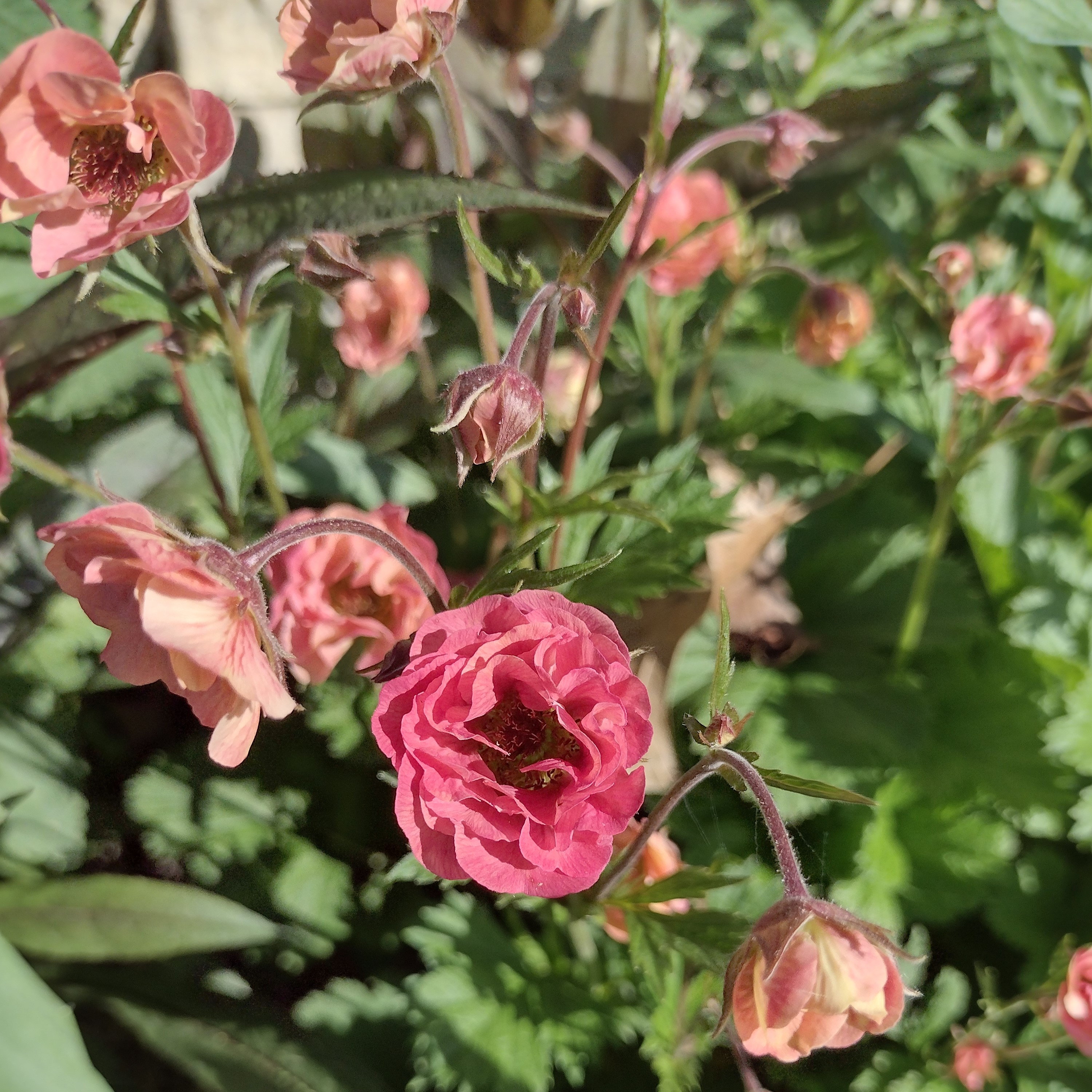 small, pink prairie smoke blooms