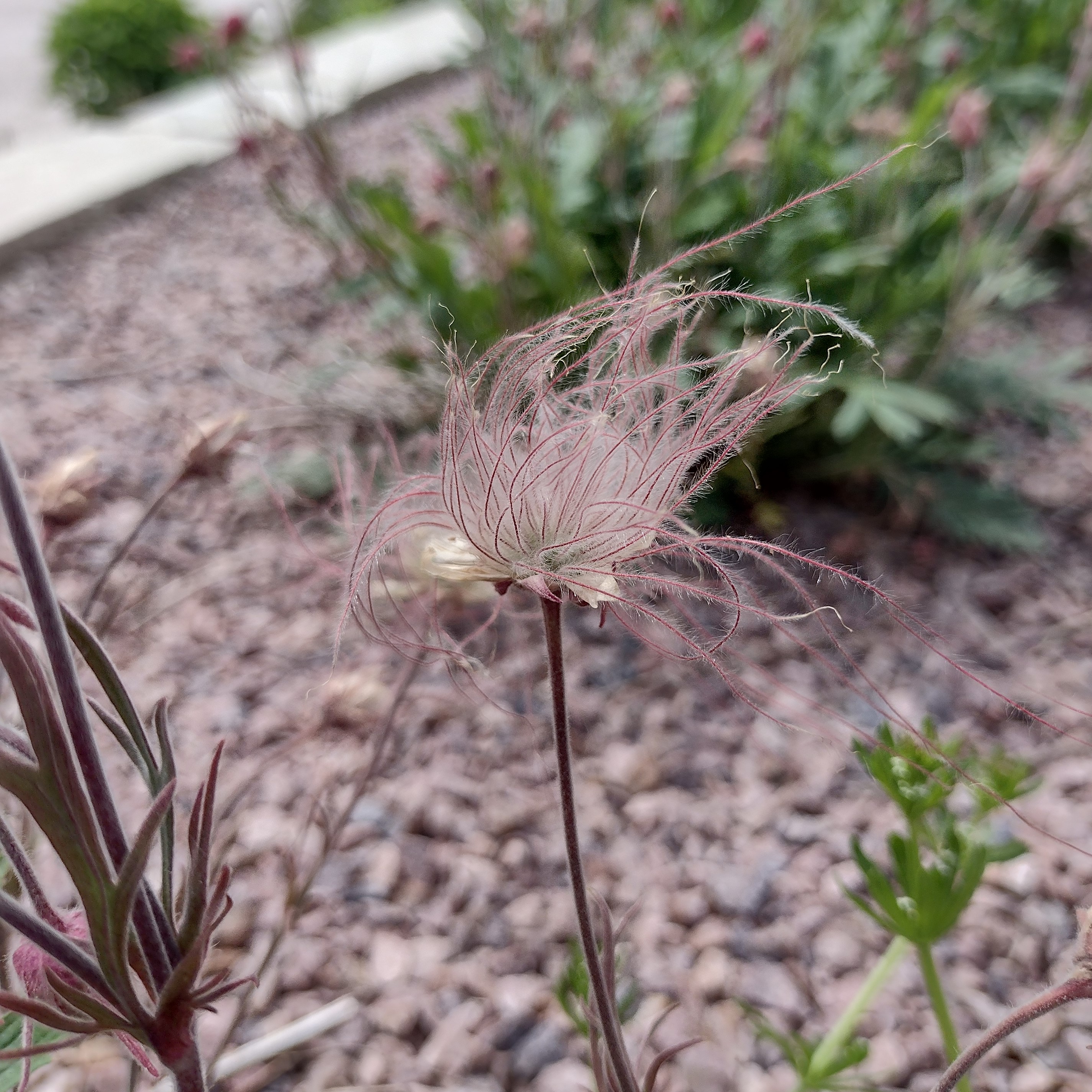 the fuzzy seed head of prairie smoke