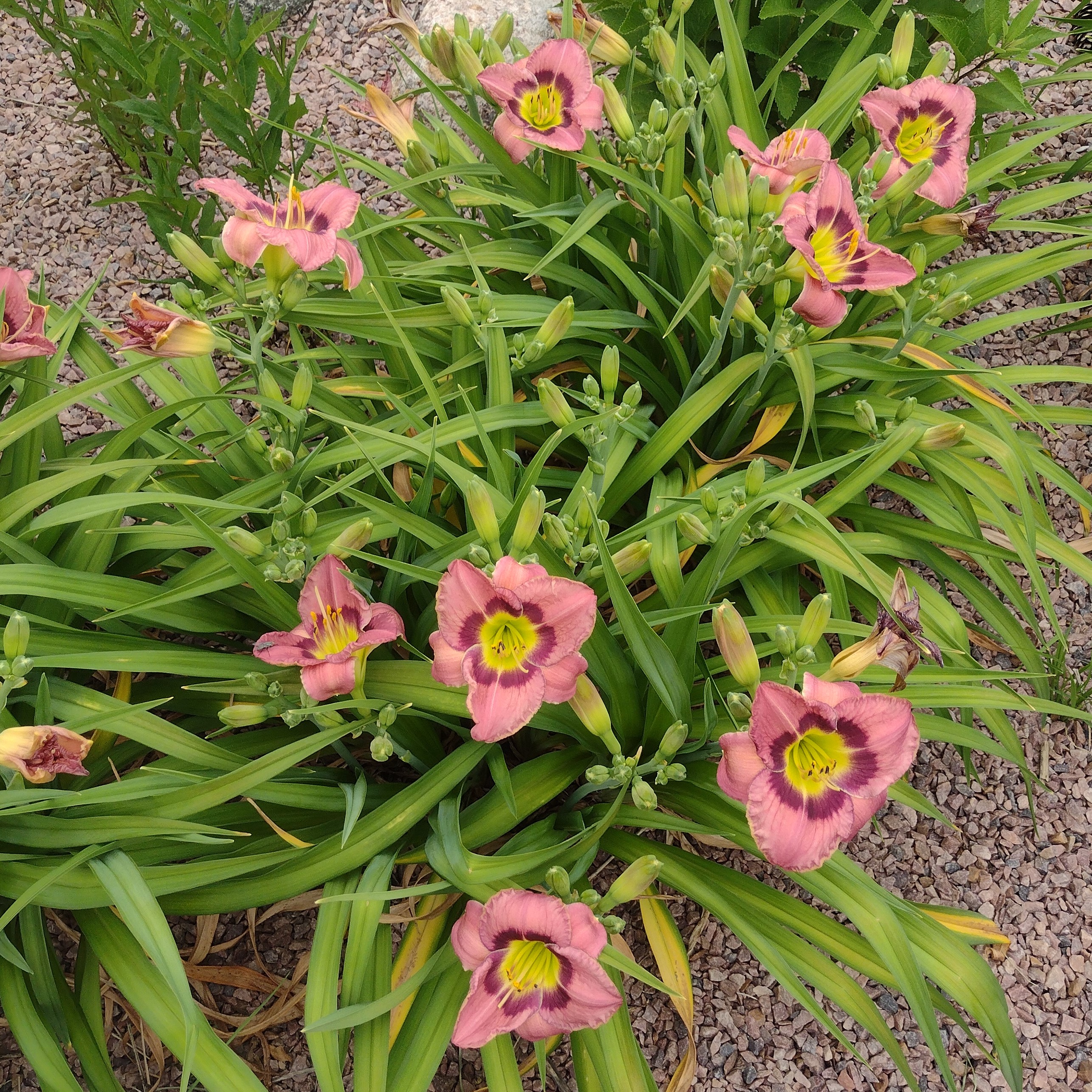 vibrant, pink daylily blooms