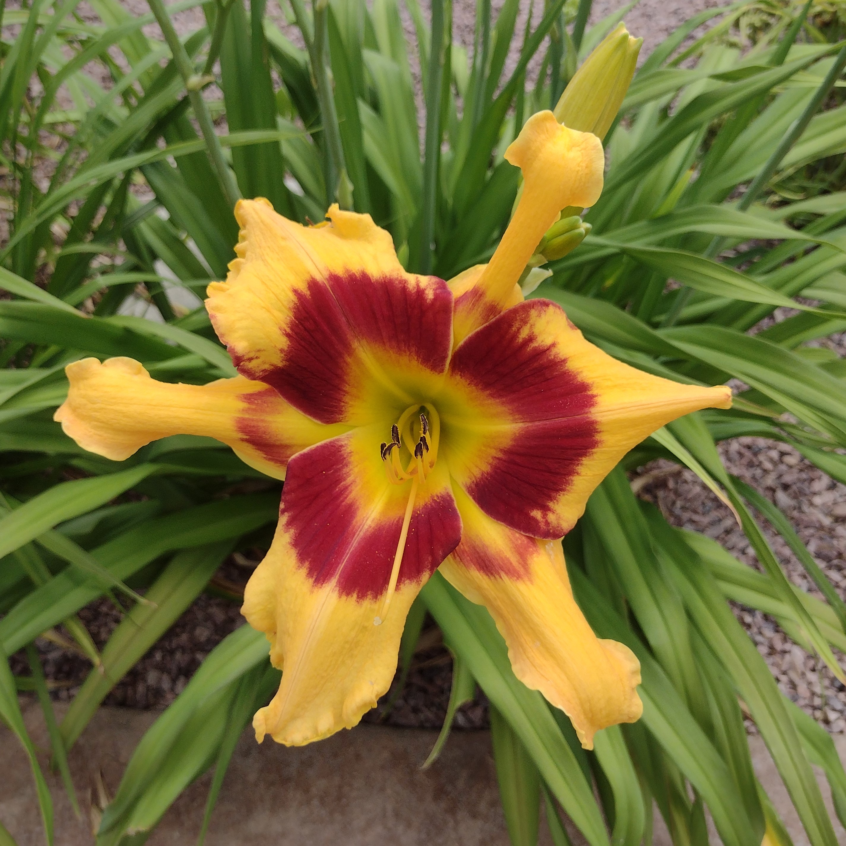a vibrant yellow and red daylily bloom