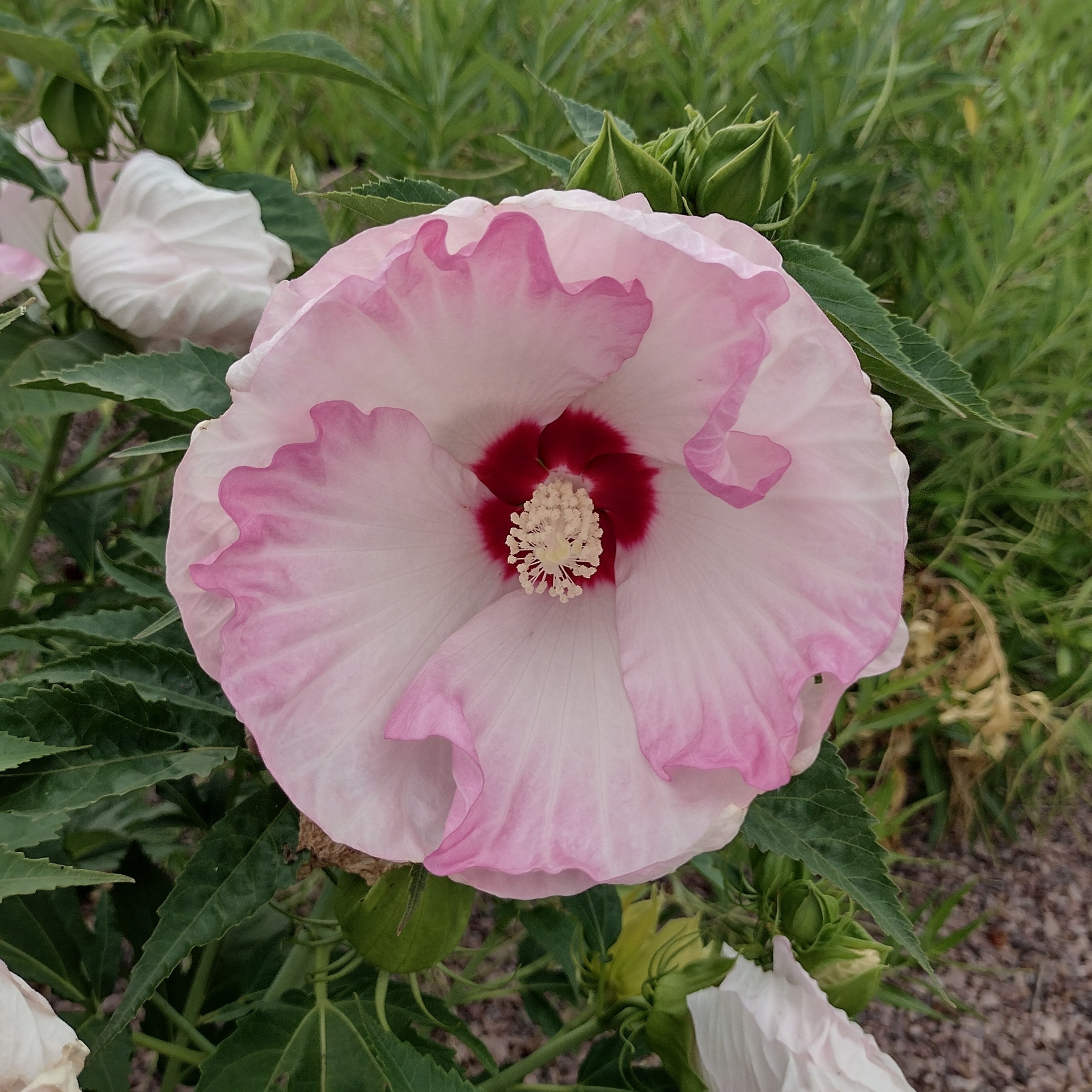 a white hibiscus bloom with hints of pink around the edges