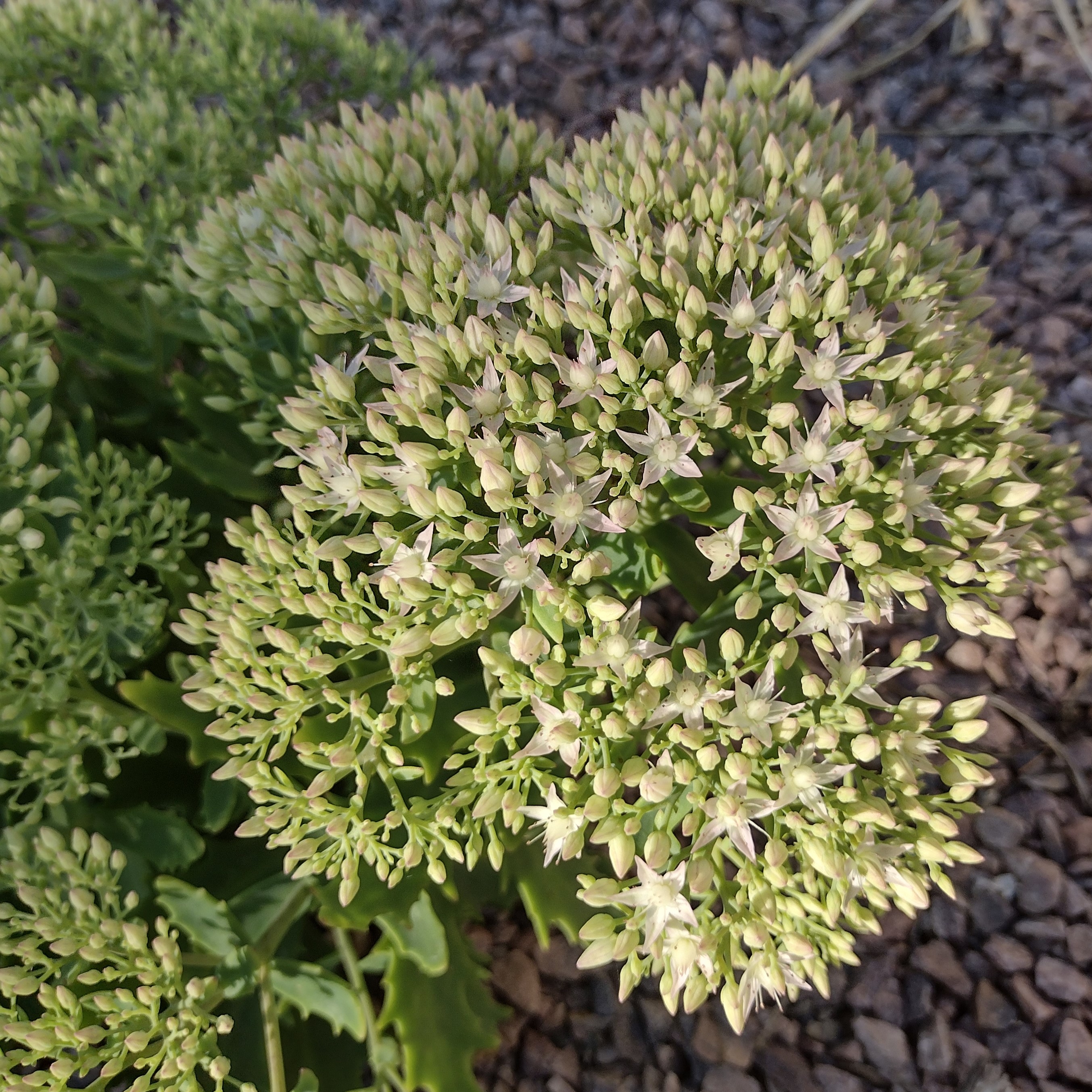 intricate white blooms