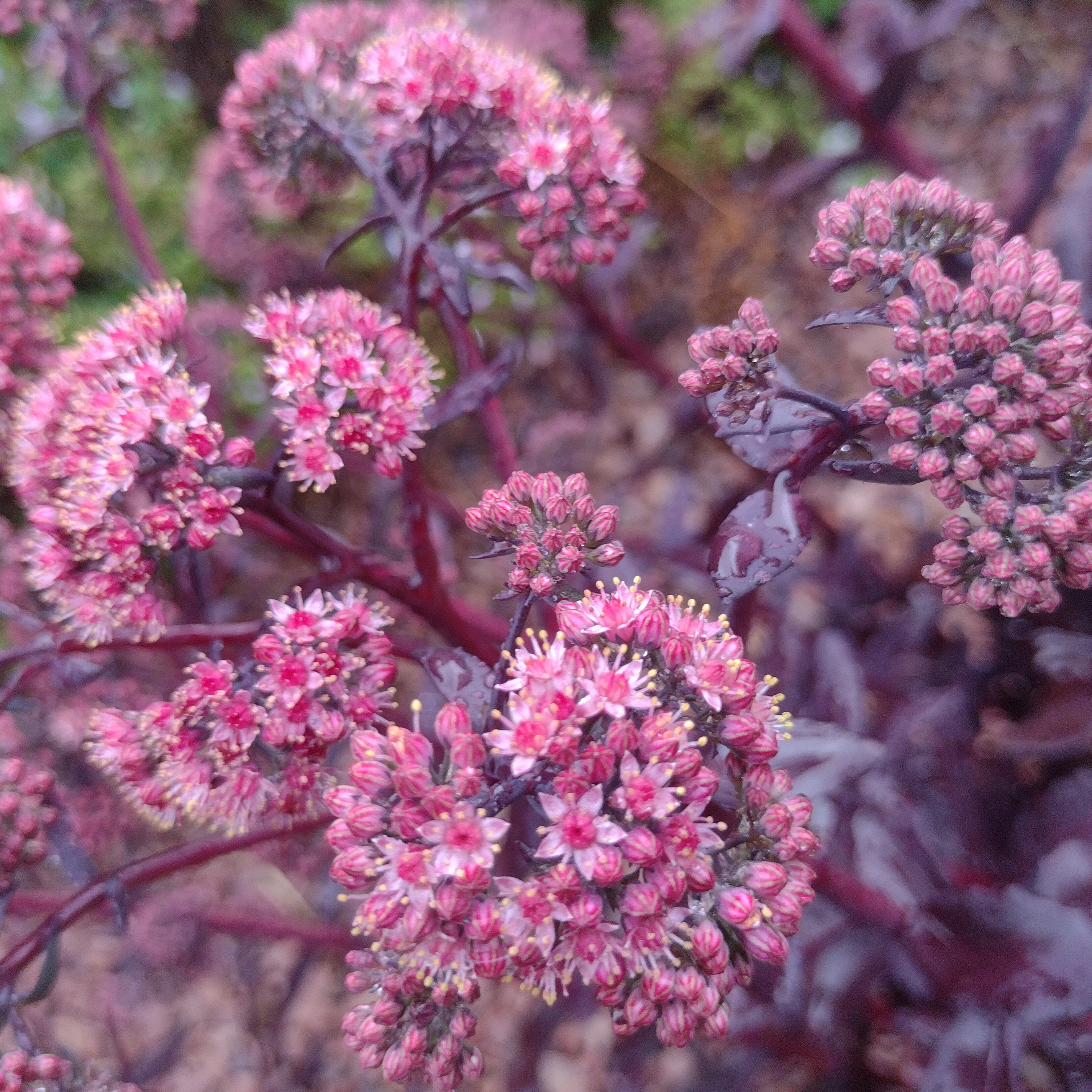 vibrant pink blooms with red stems