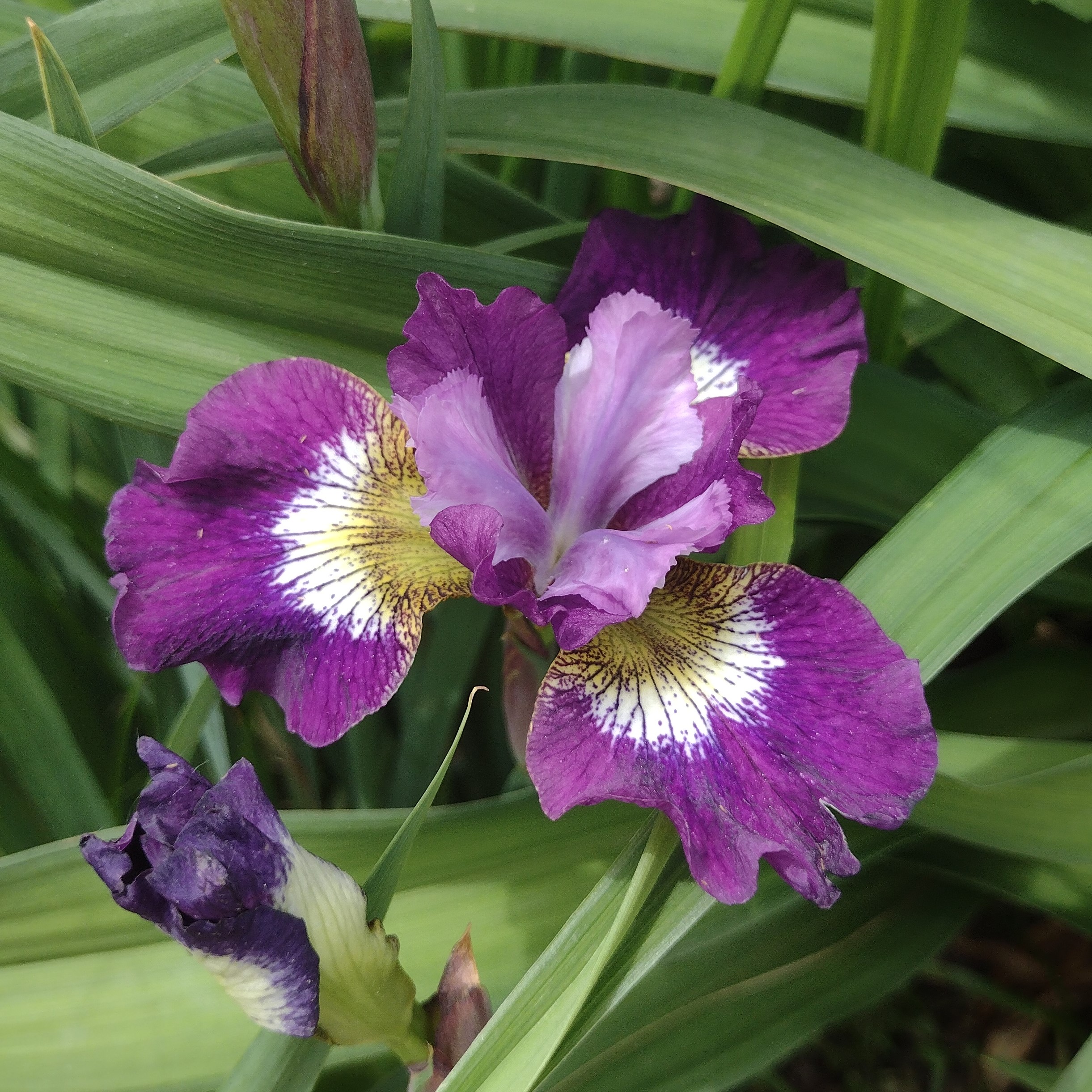 a purple iris bloom