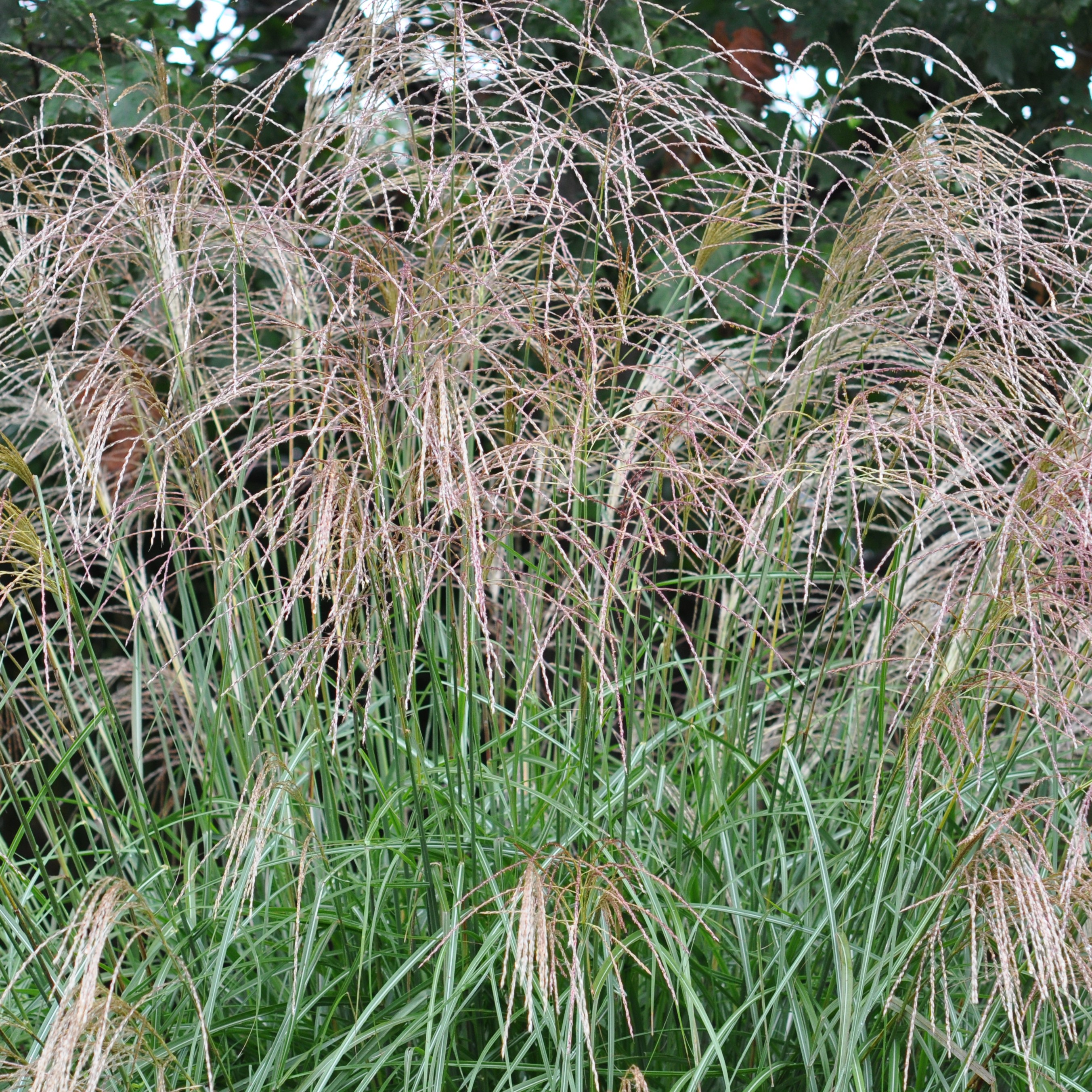 thin, green grass with fluffy seed heads 