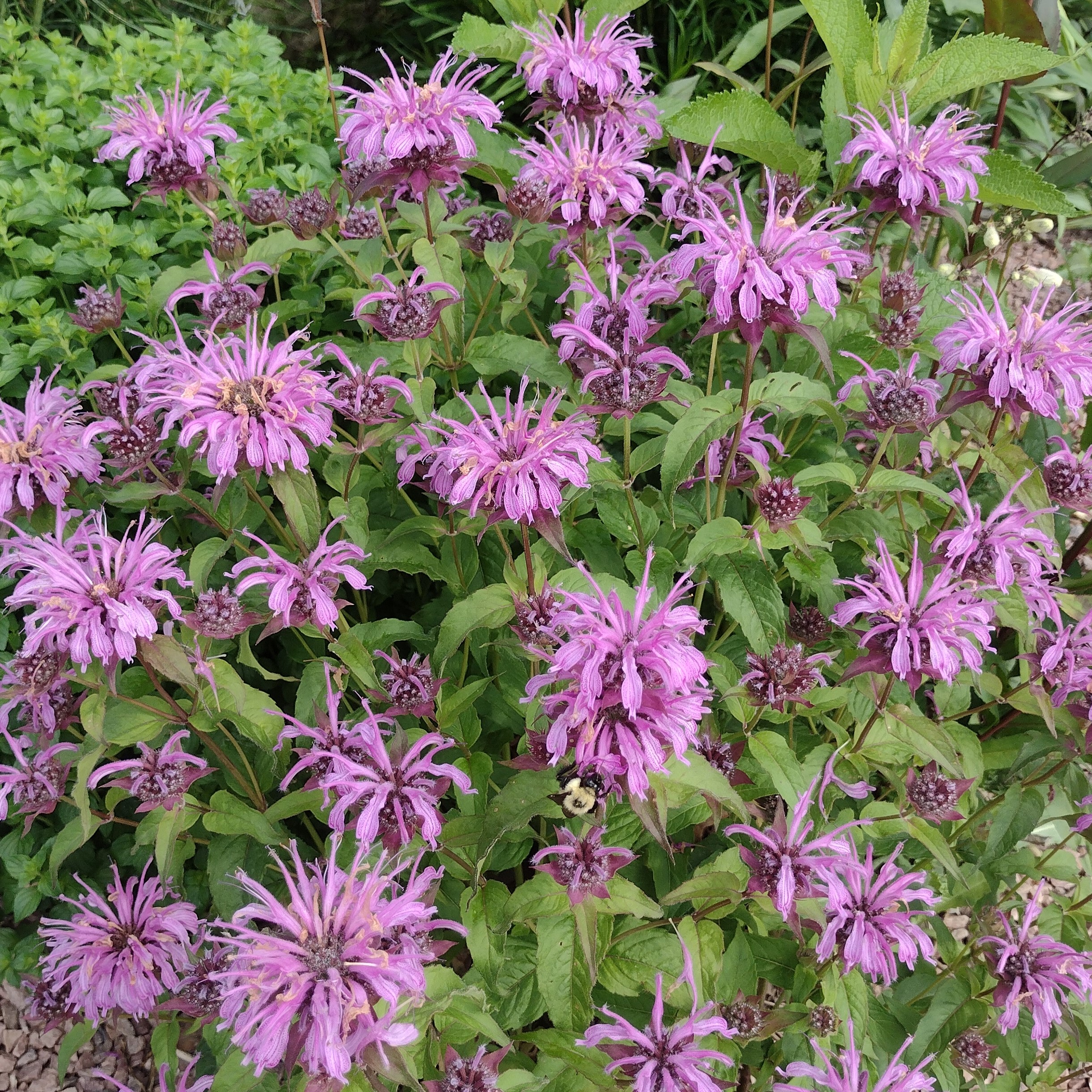 bright pink beebalm blooms