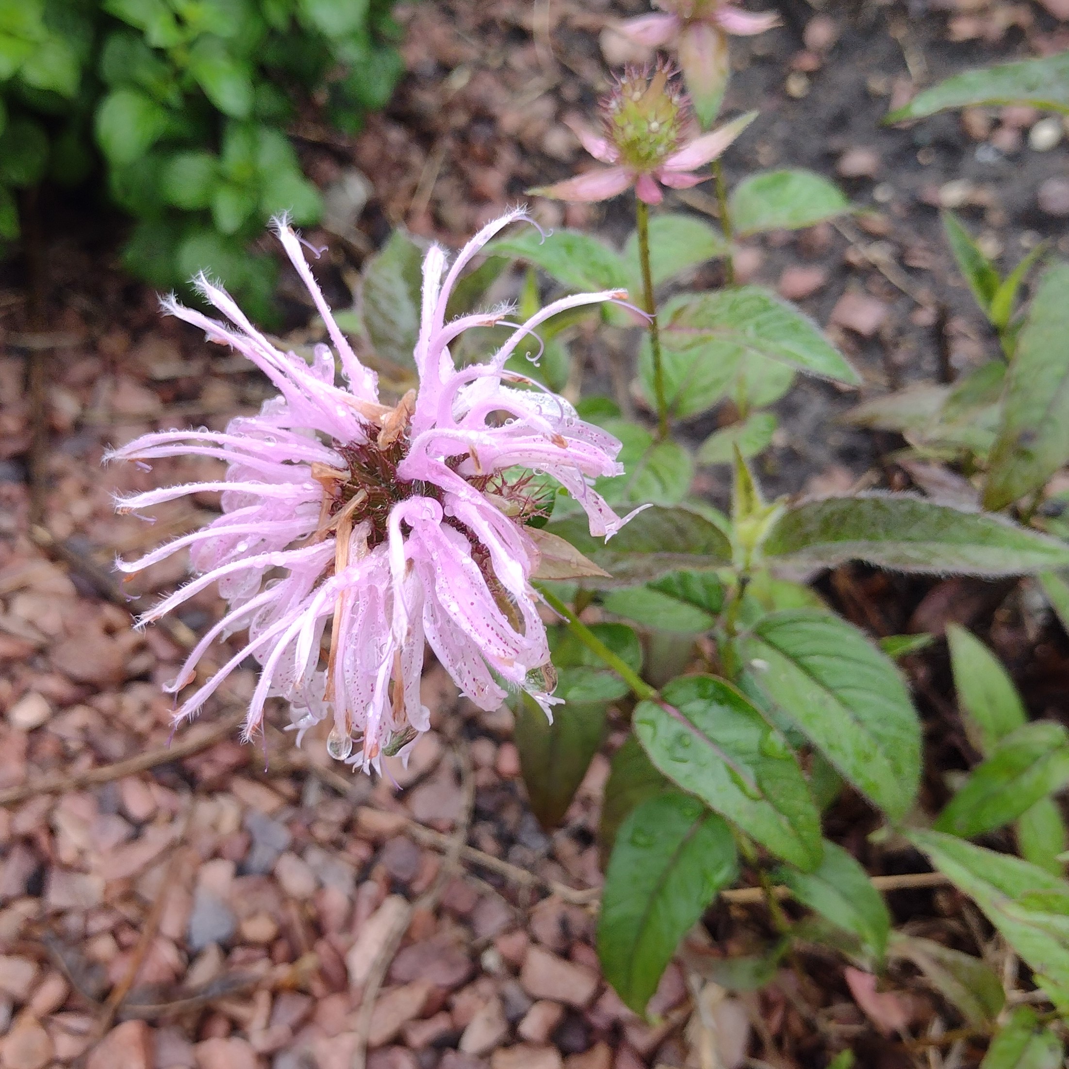 a delicate, pink monarda flower