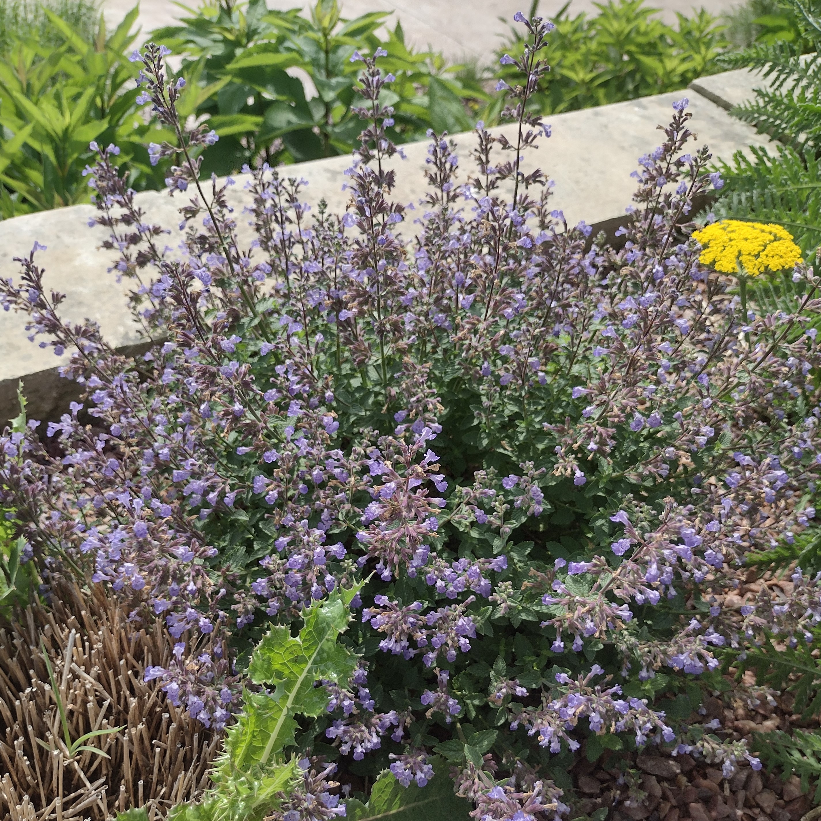 deep purple catmint blooms