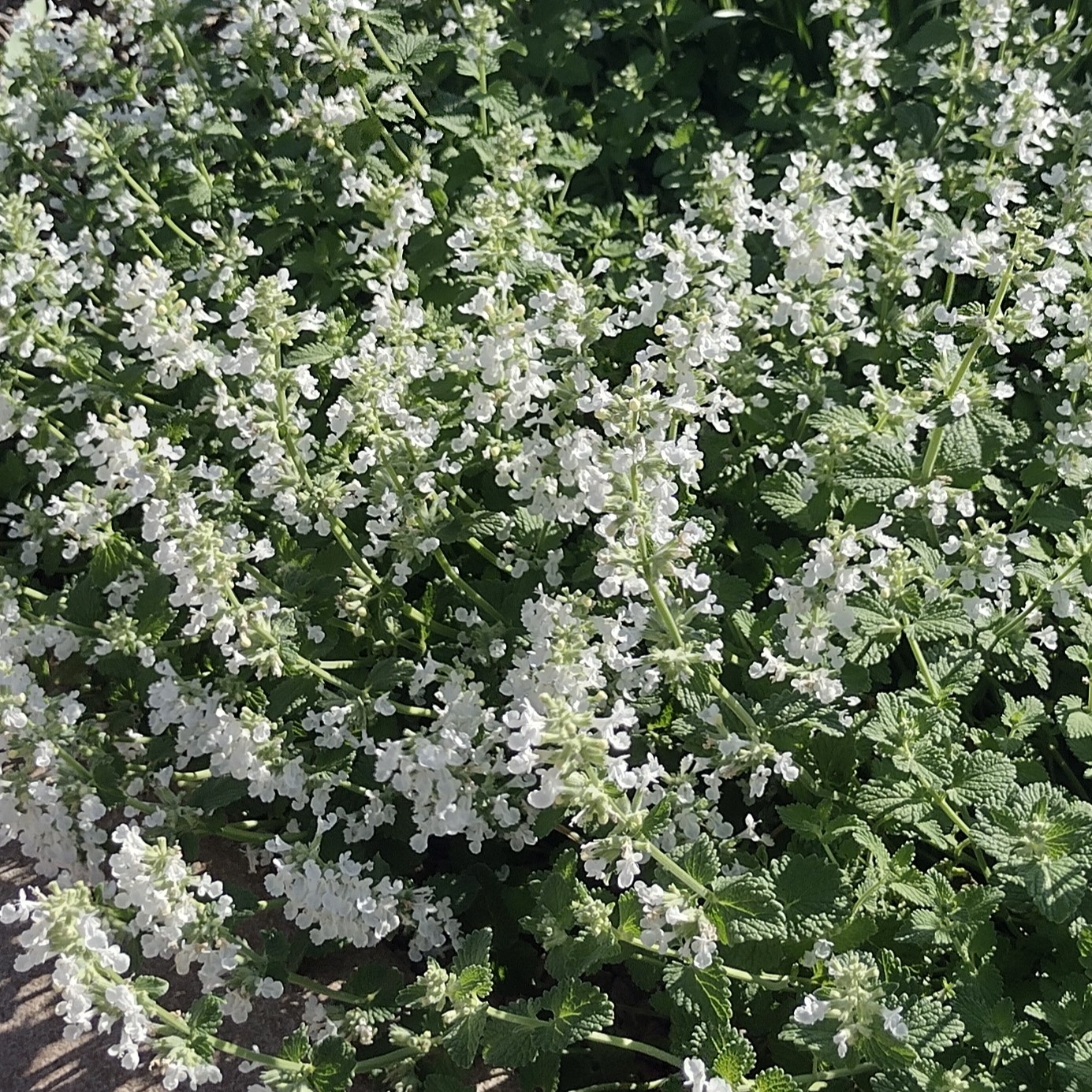 white catmint spike blooms