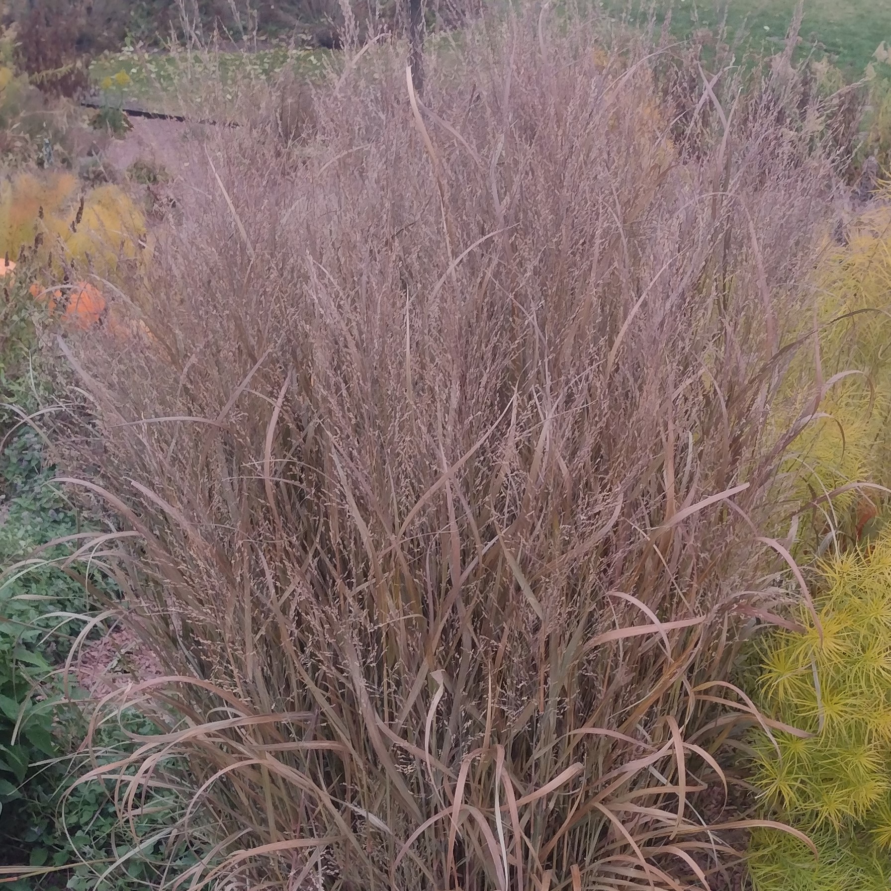 tall, dense, red-ish grass
