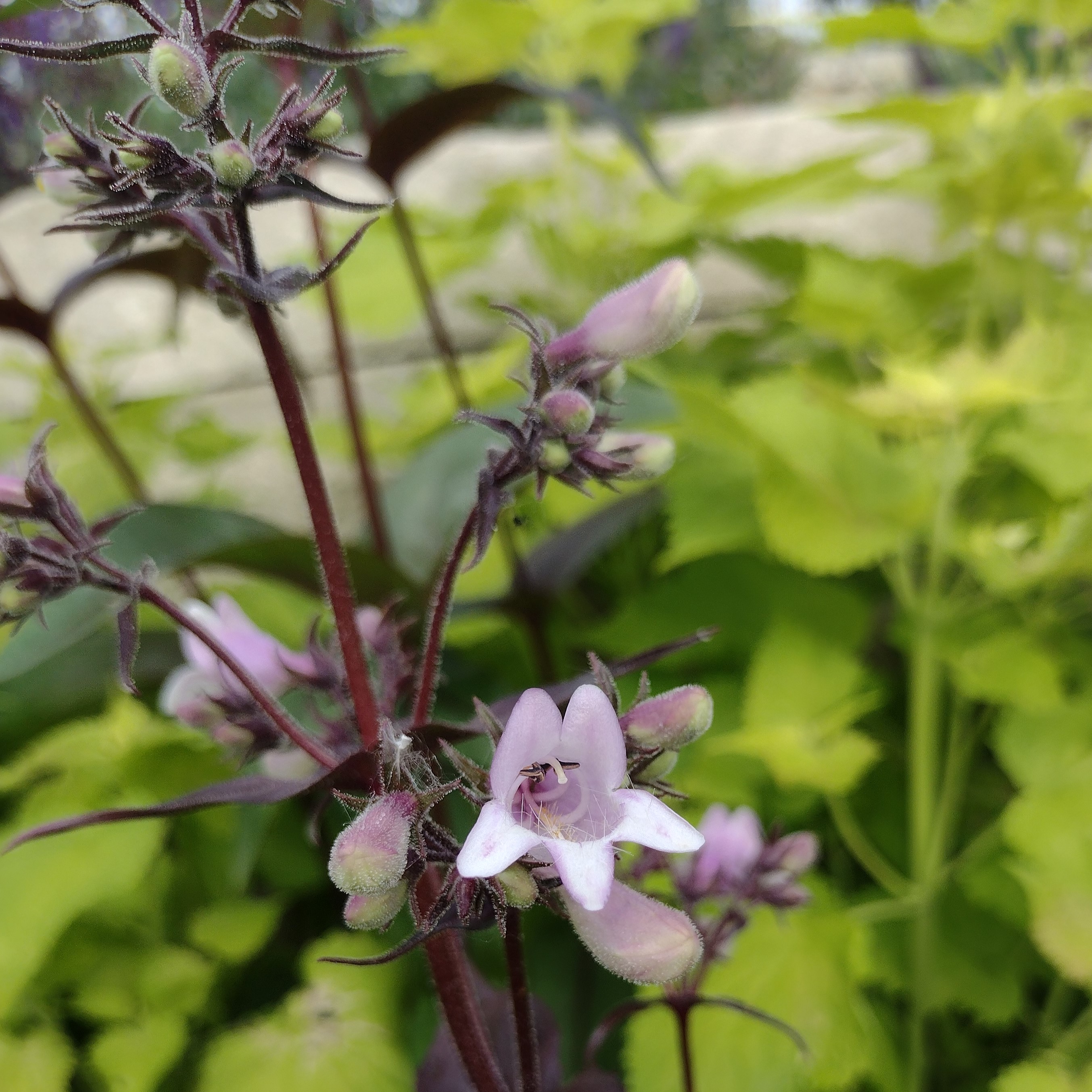 a small beardtongue bloom
