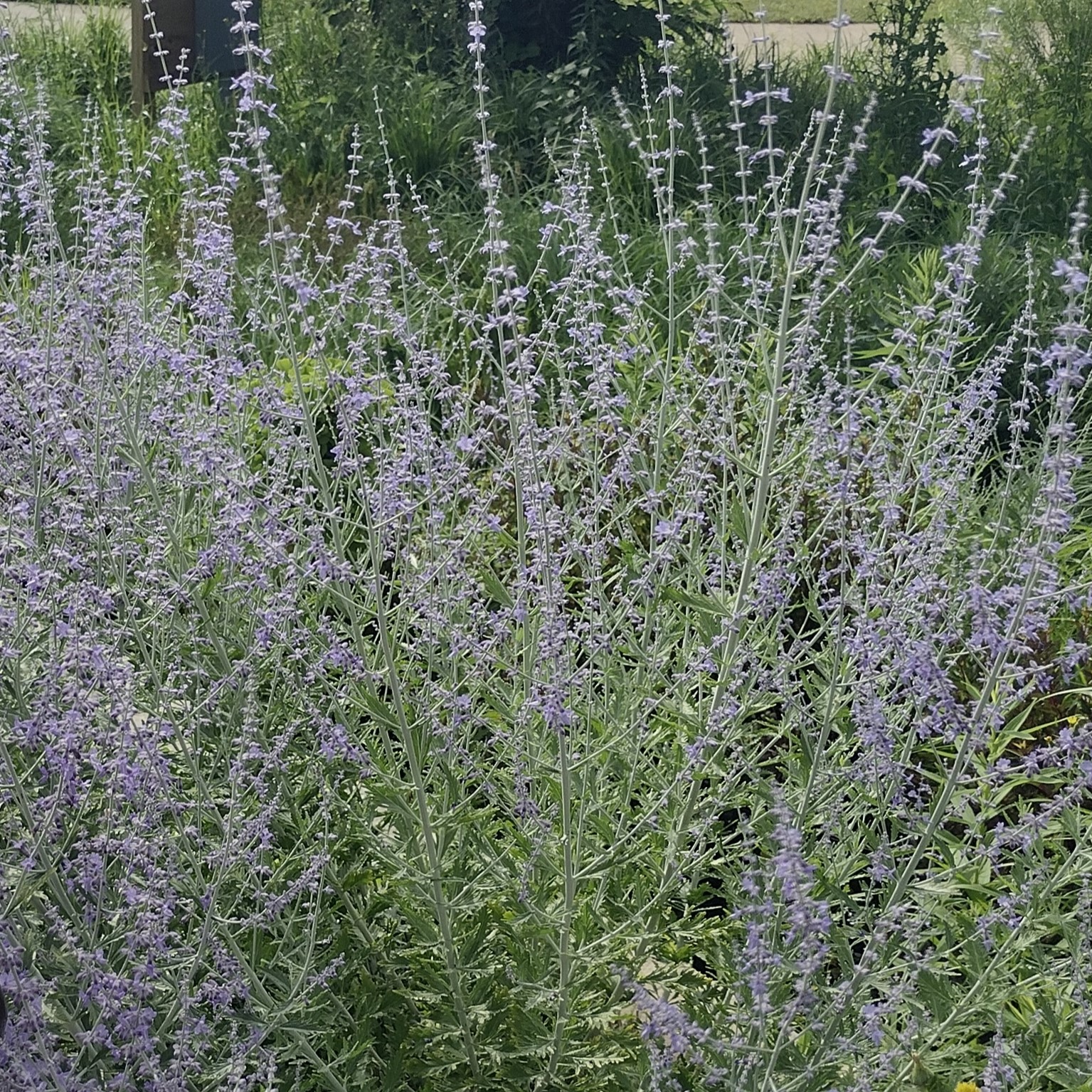 large russian sage blooms