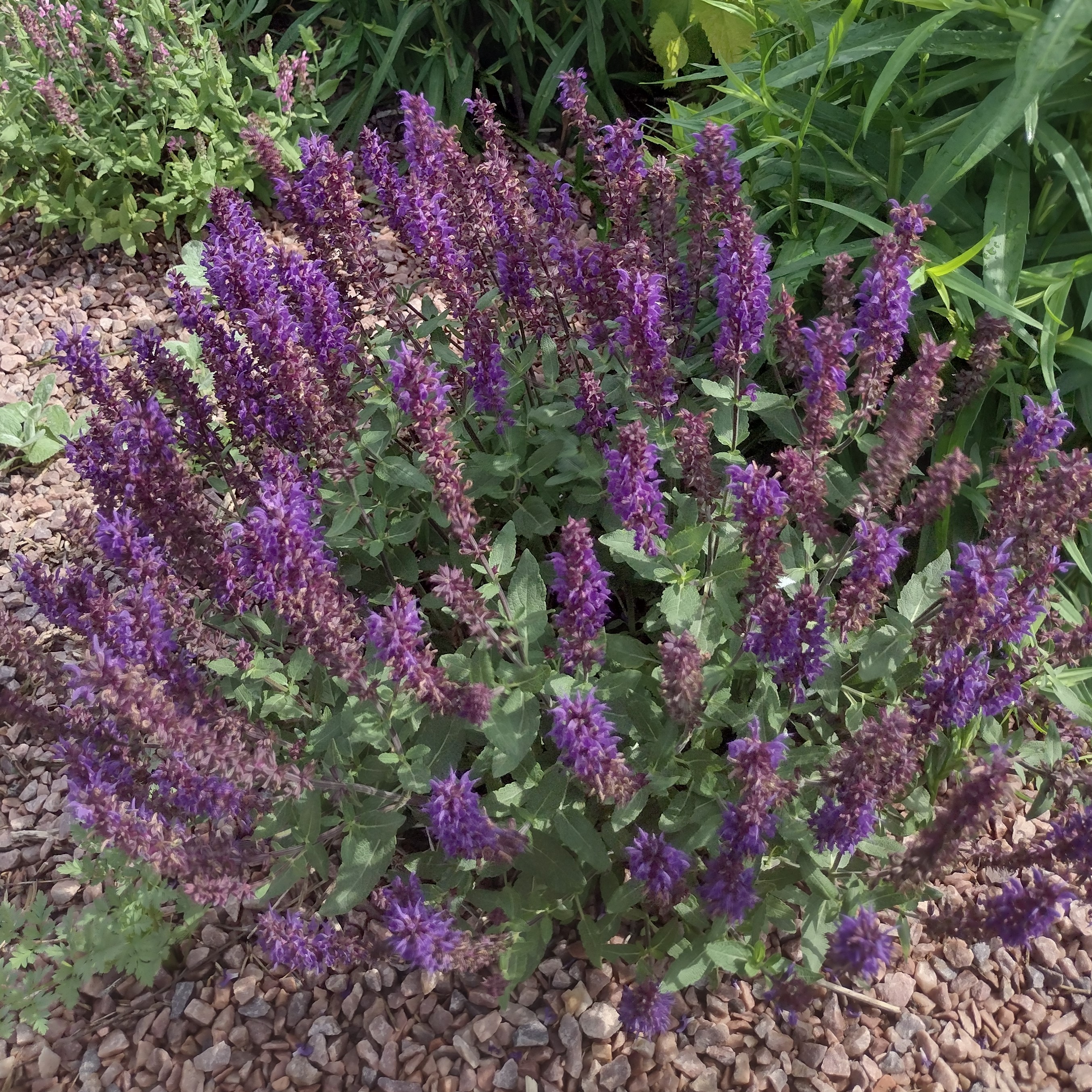 deep purple spike blooms