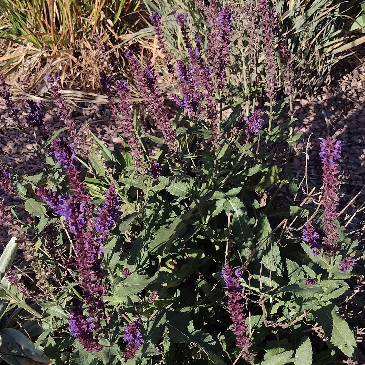 dark purple sage blooms