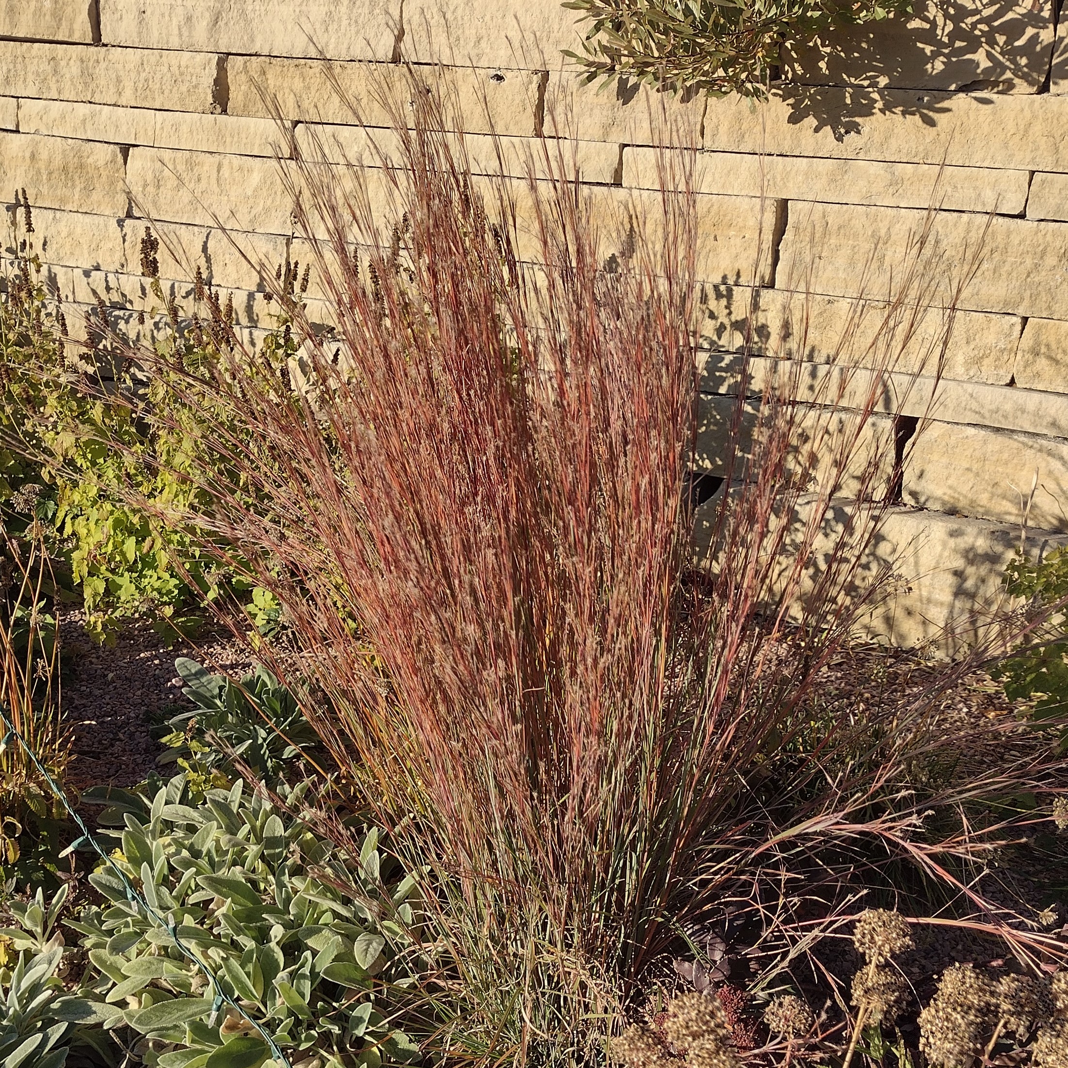 upright, red-ish grass