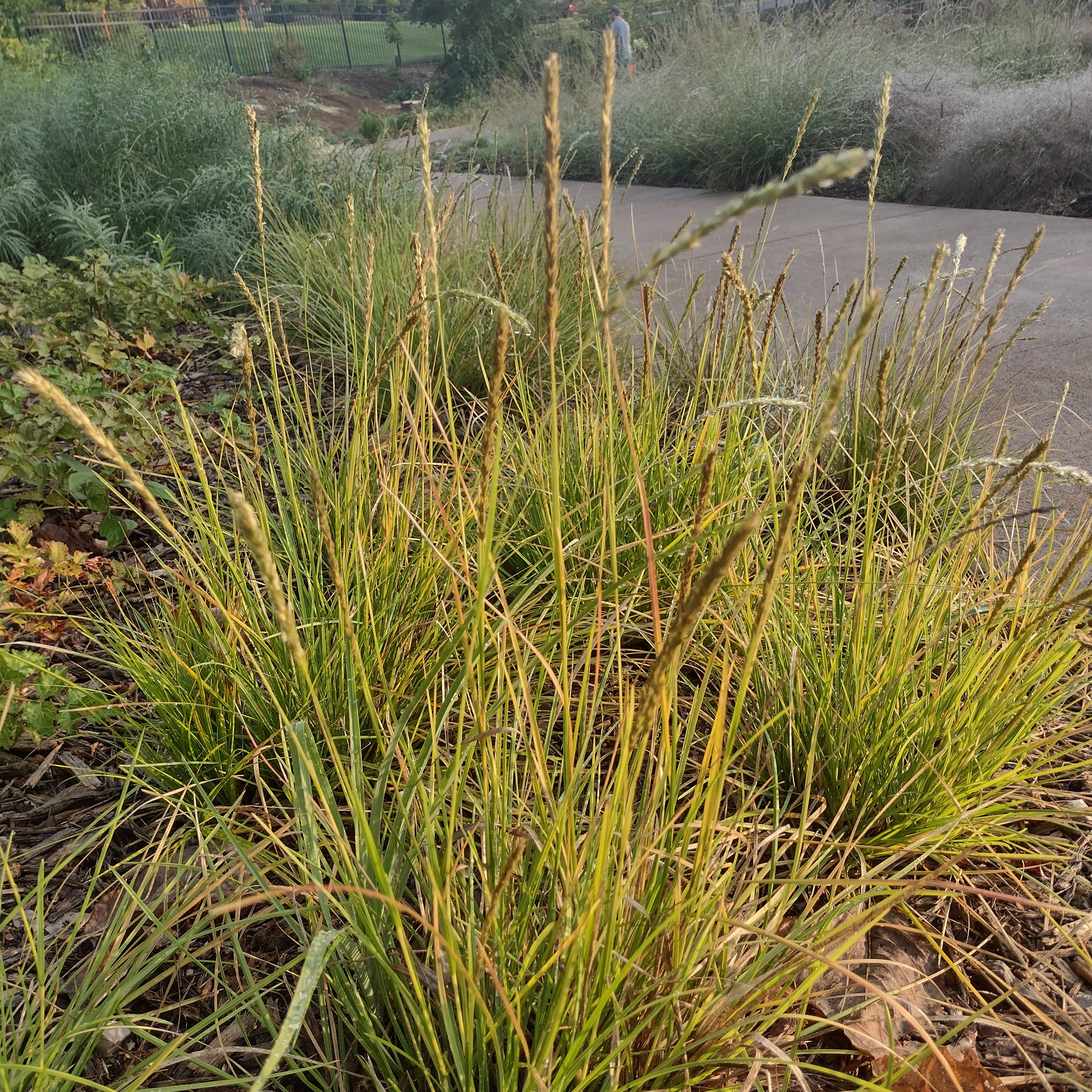 a yellow-ish grass with fuzzy seed heads