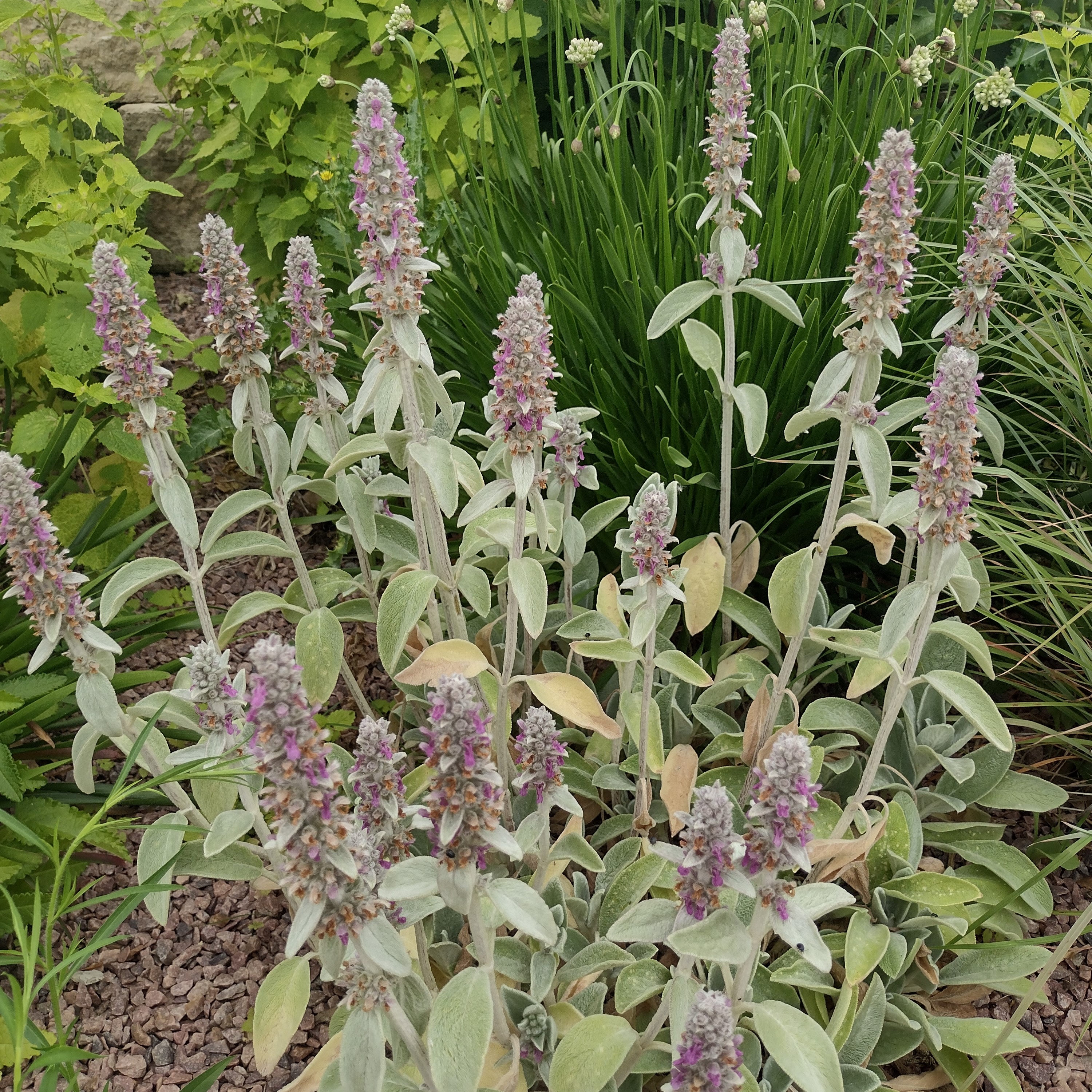 fuzzy stems and leaves with pink/purple blooms