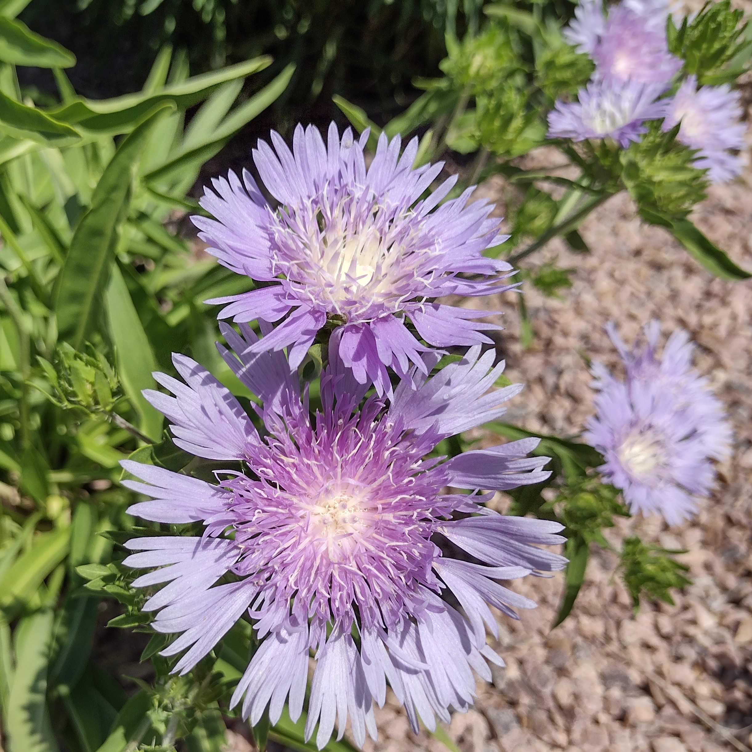 beautiful, delicate purple flowers
