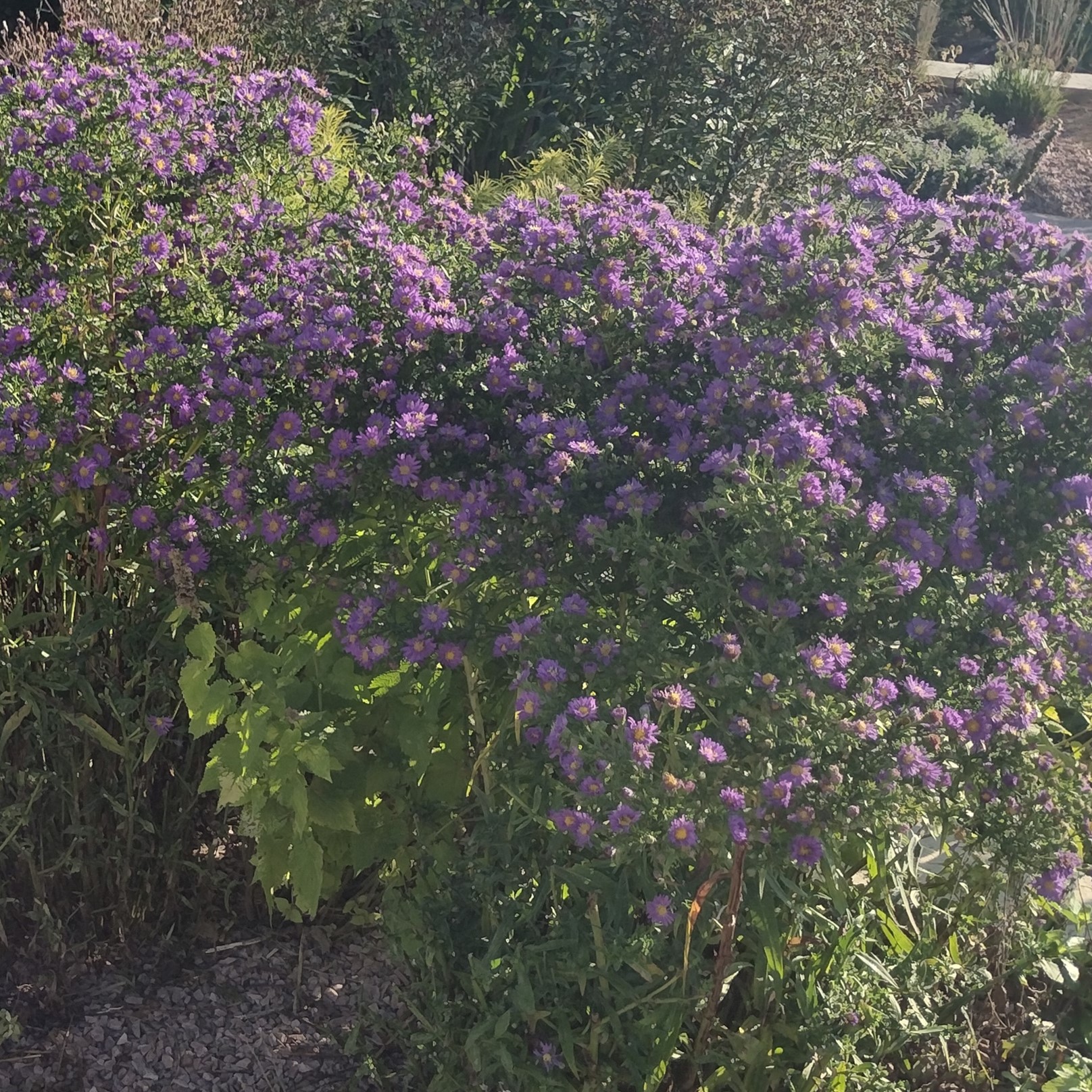 a large bush with purple blooms