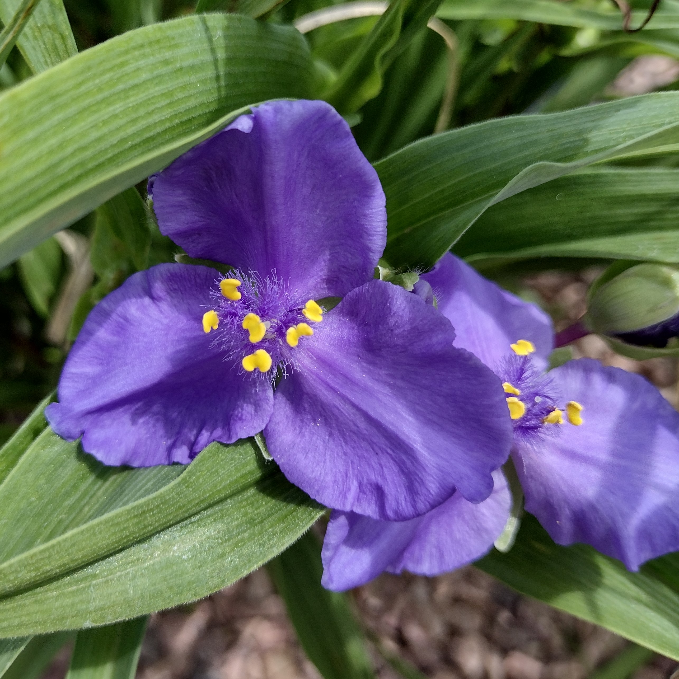 a deep purple spiderwort bloom