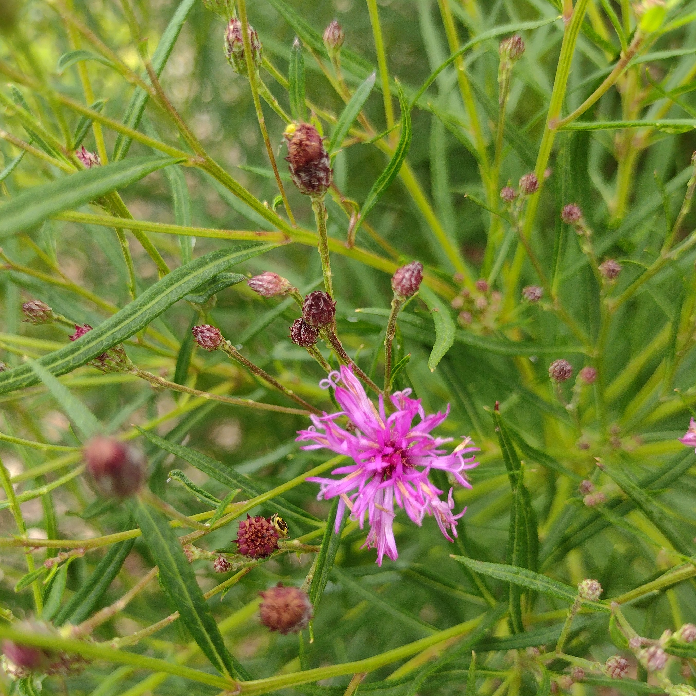 a small, pink ironweed bloom