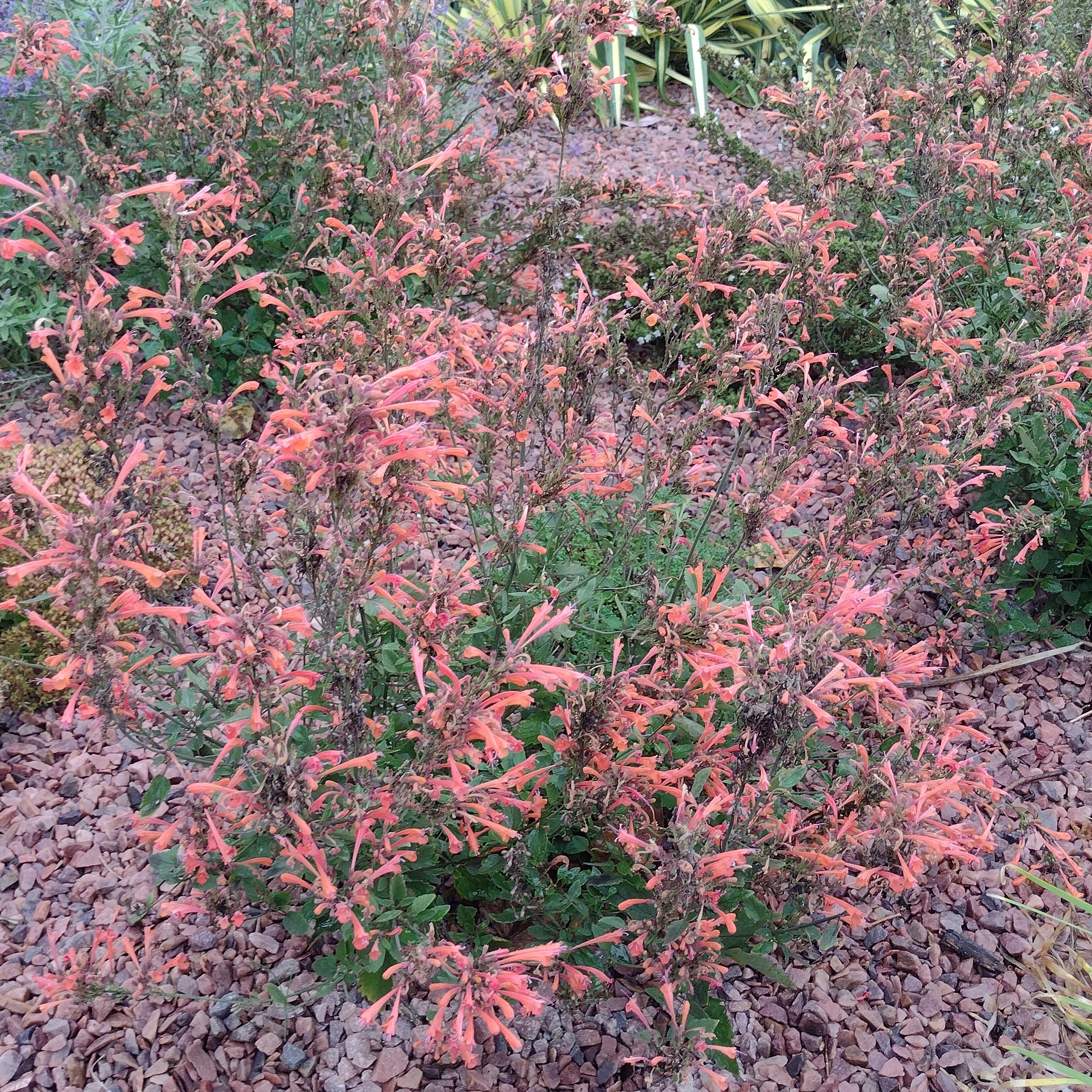 small, orange/pink blooms