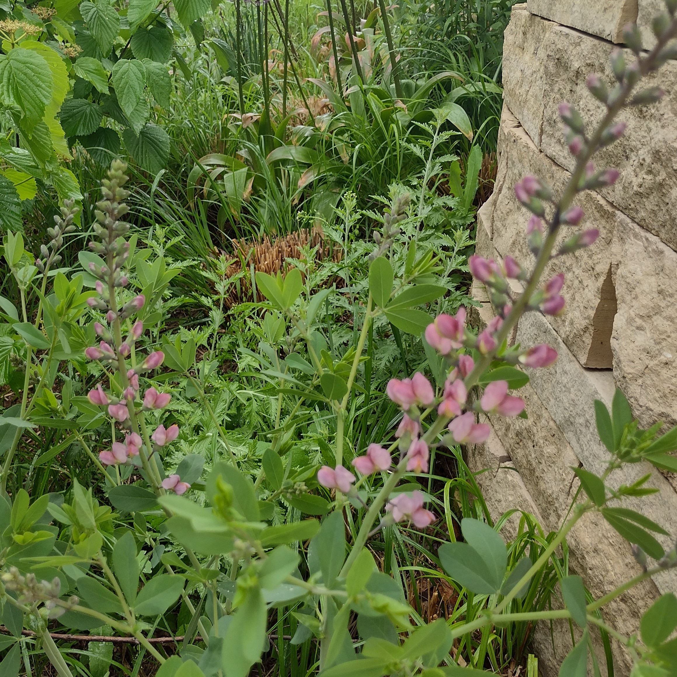 pink baptisia blooms