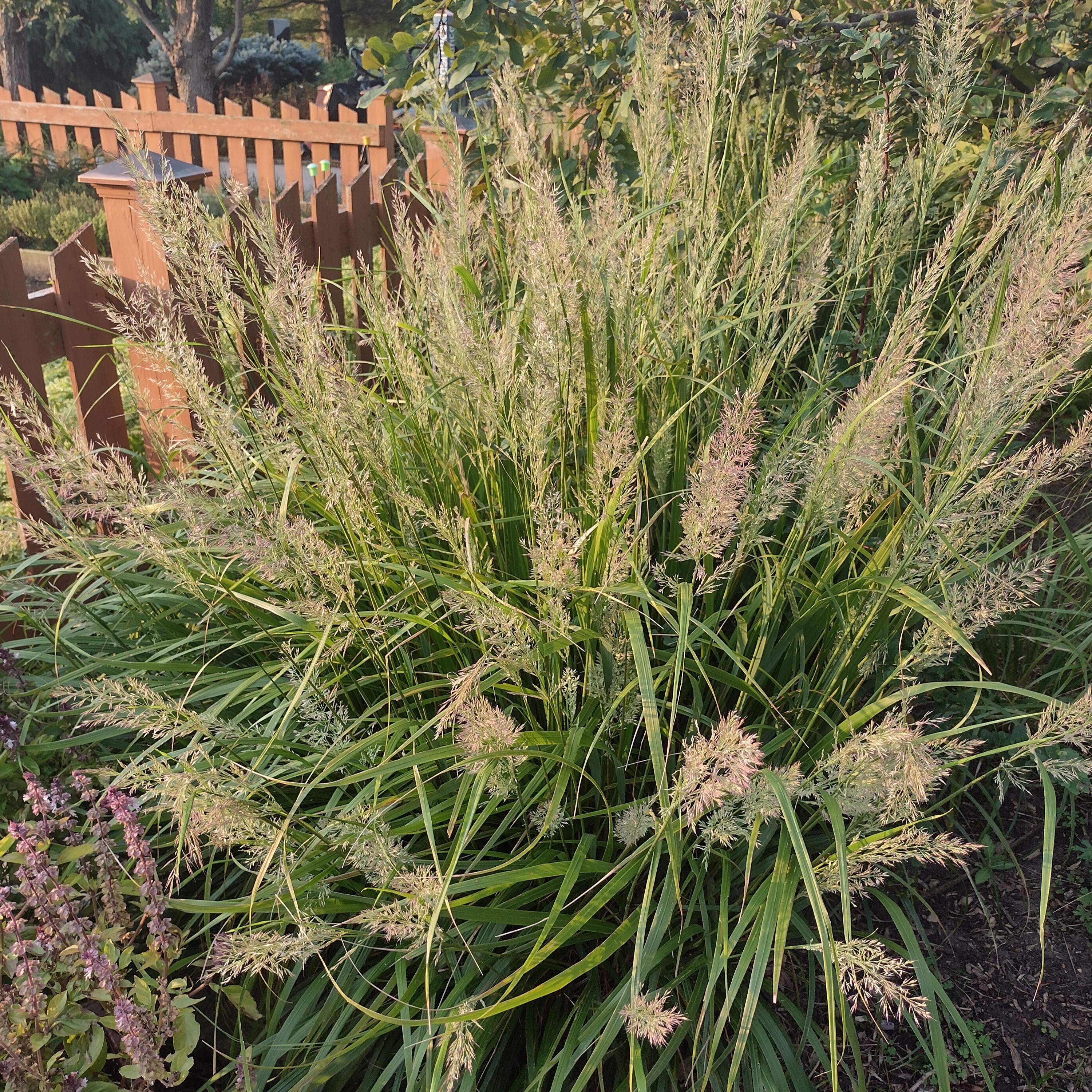 dense, green grass with a fluffy, red seed head
