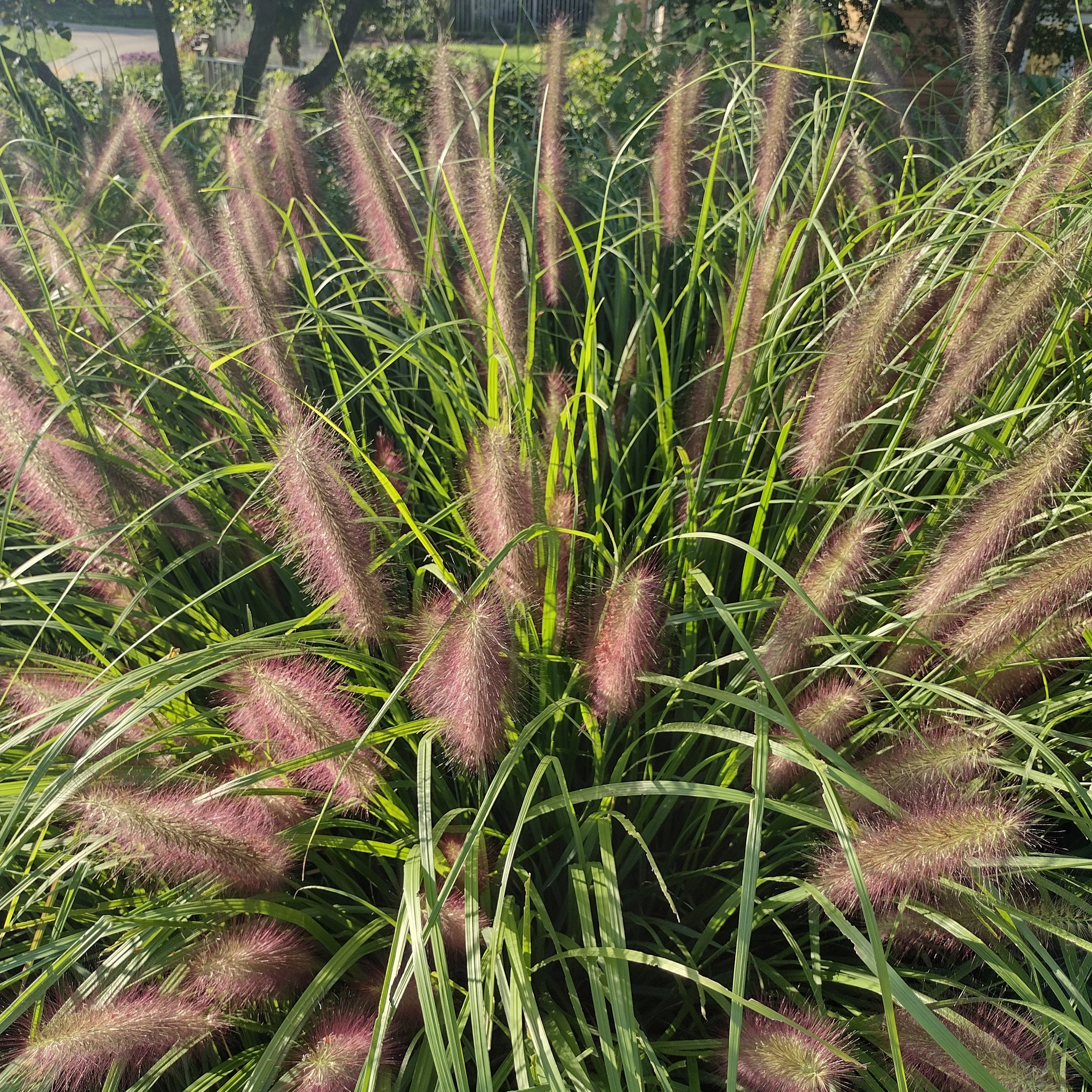 a grass with long, fluffy, red seed heads
