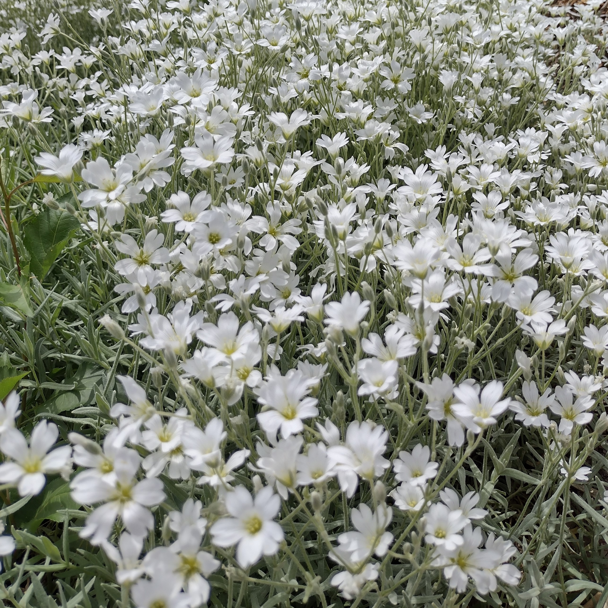 small, white blooms