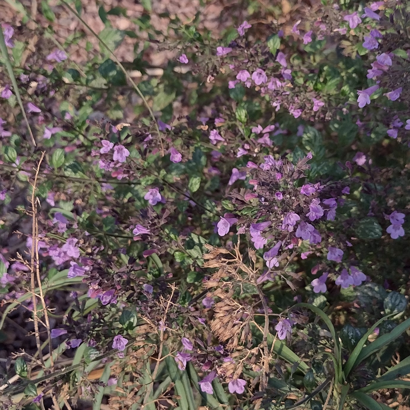 tiny, purple flowers