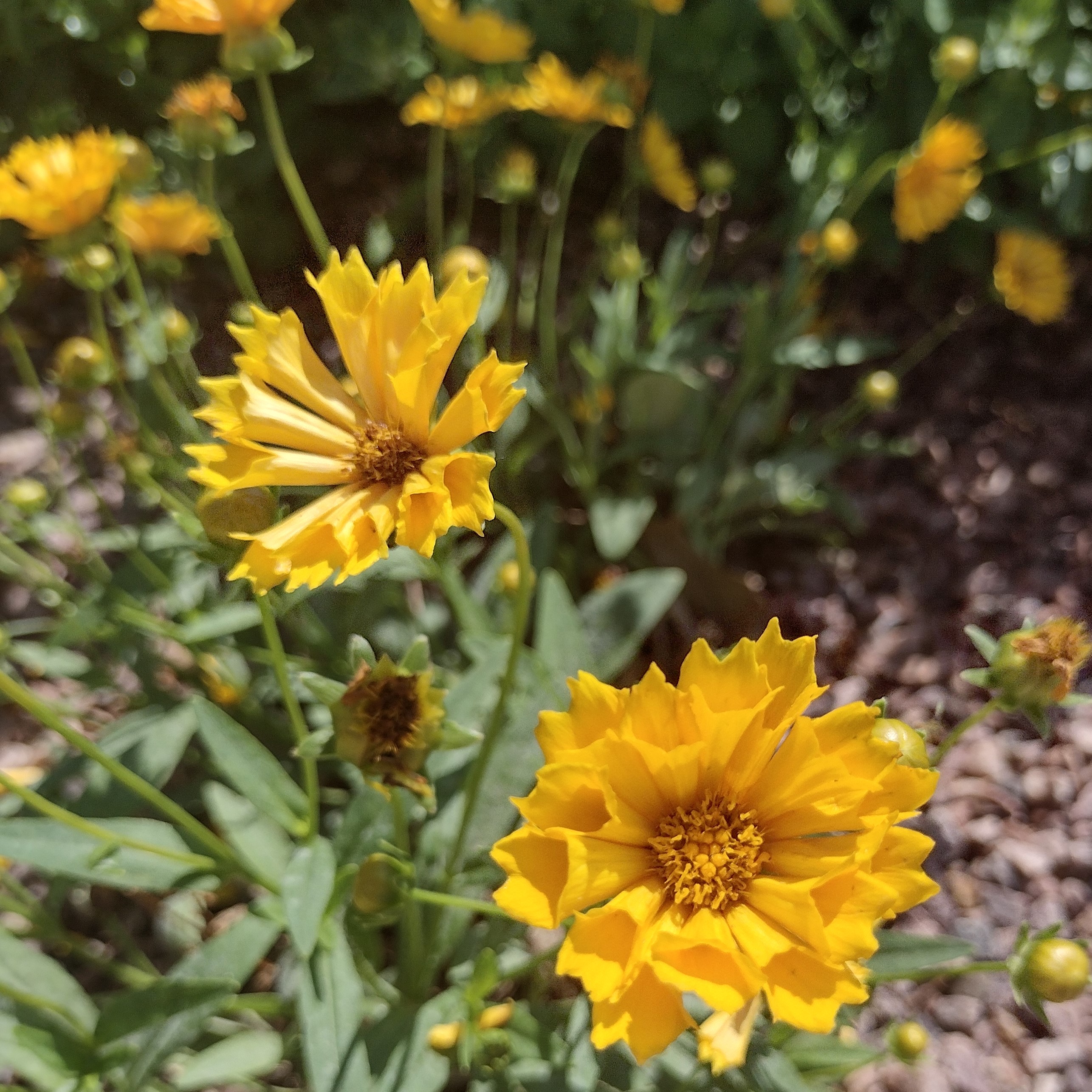 textured, yellow blooms