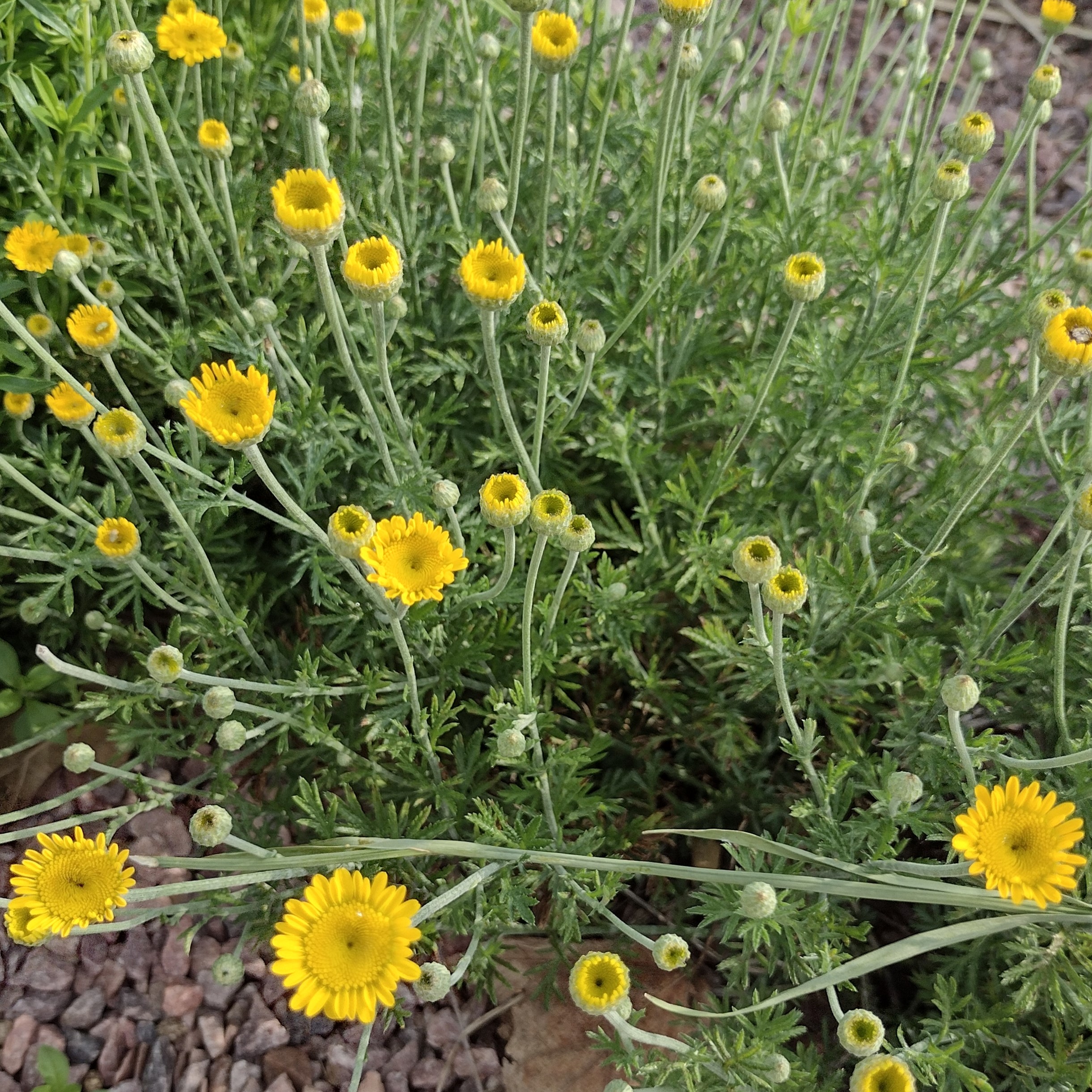yellow blooms with long, thin stems