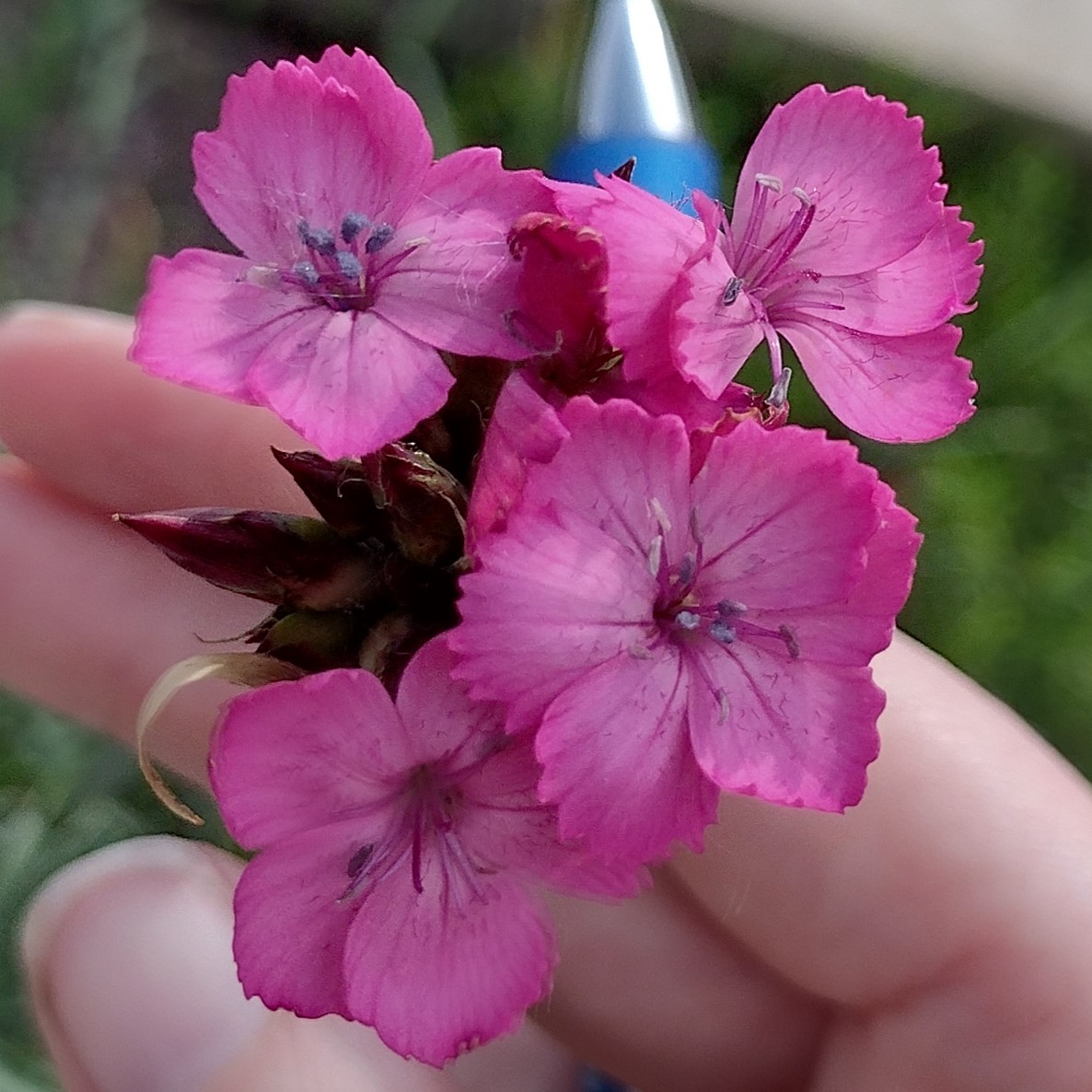small, delicate, pink flowers