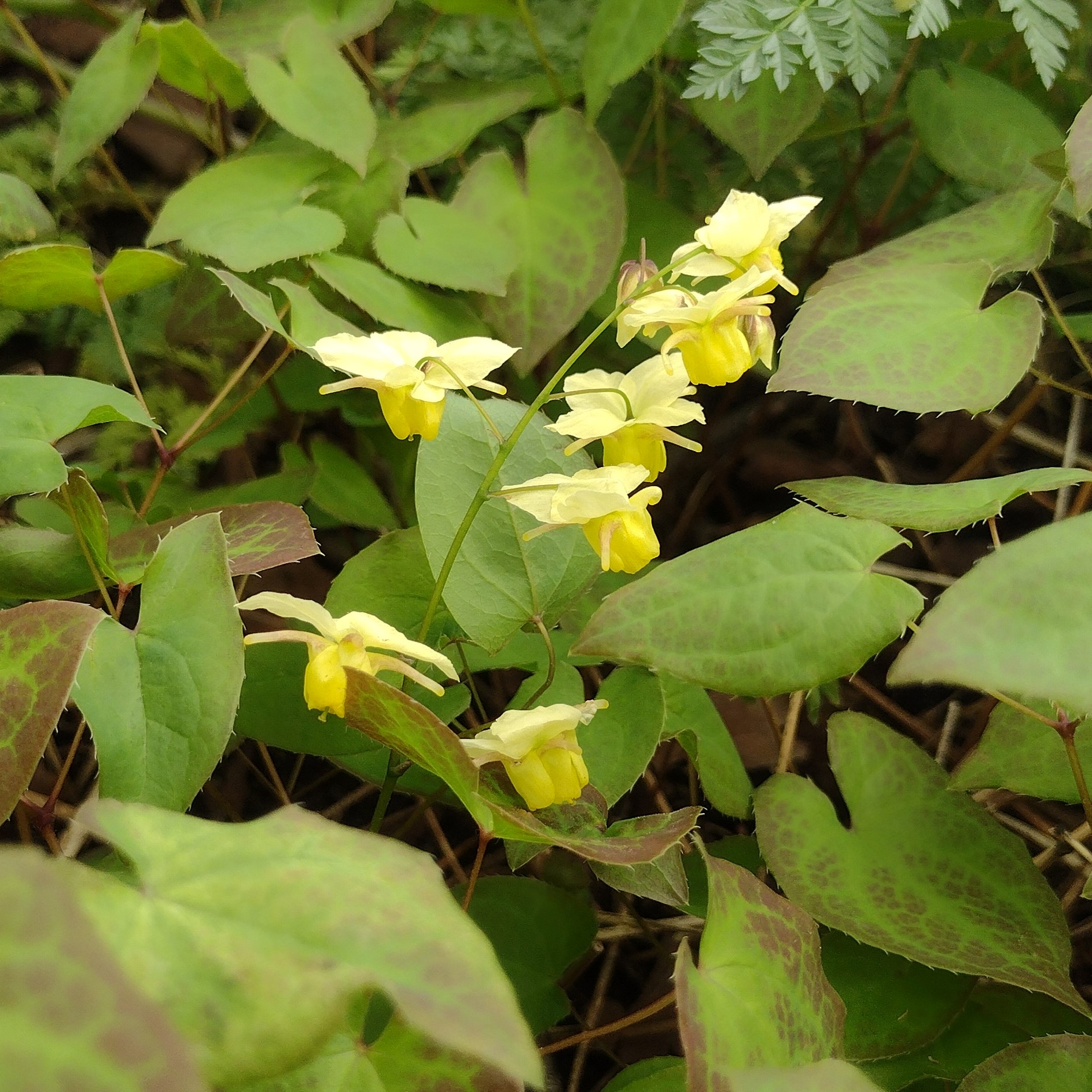 small, yellow flowers