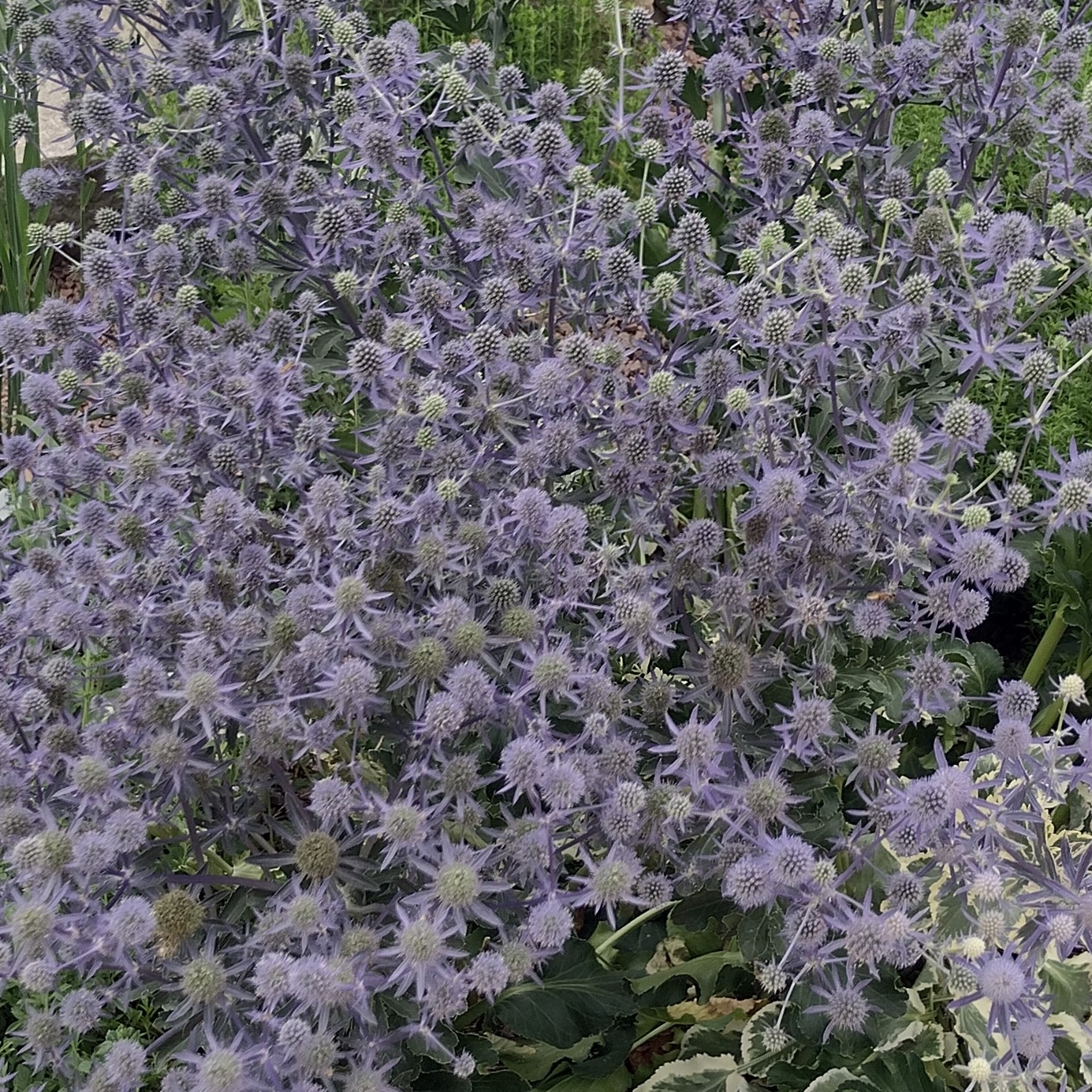 abundant, purple blooms