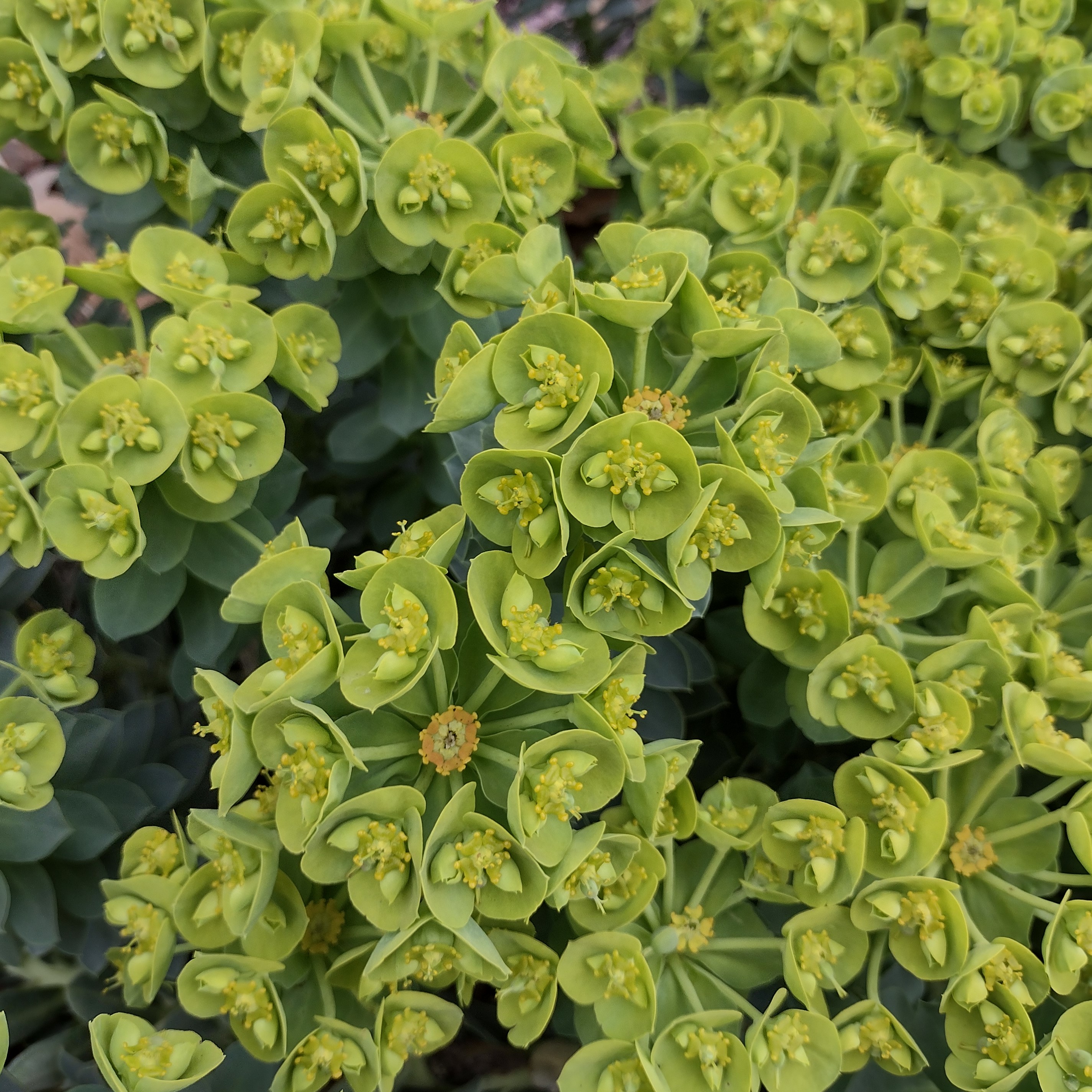 small, symmetrical, green blooms