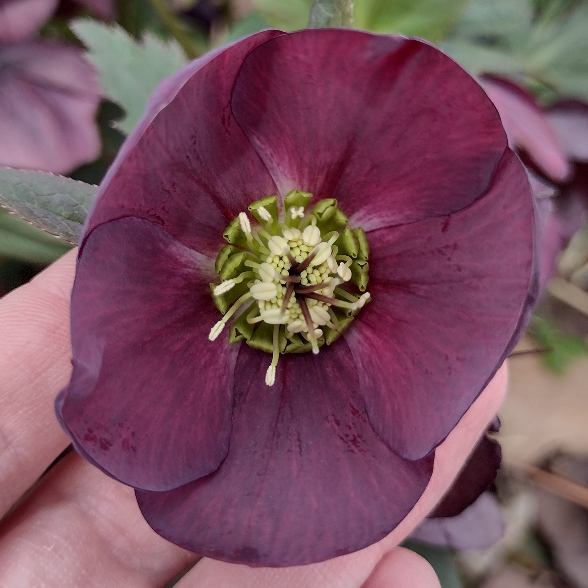 a small, burgundy flower with a green center